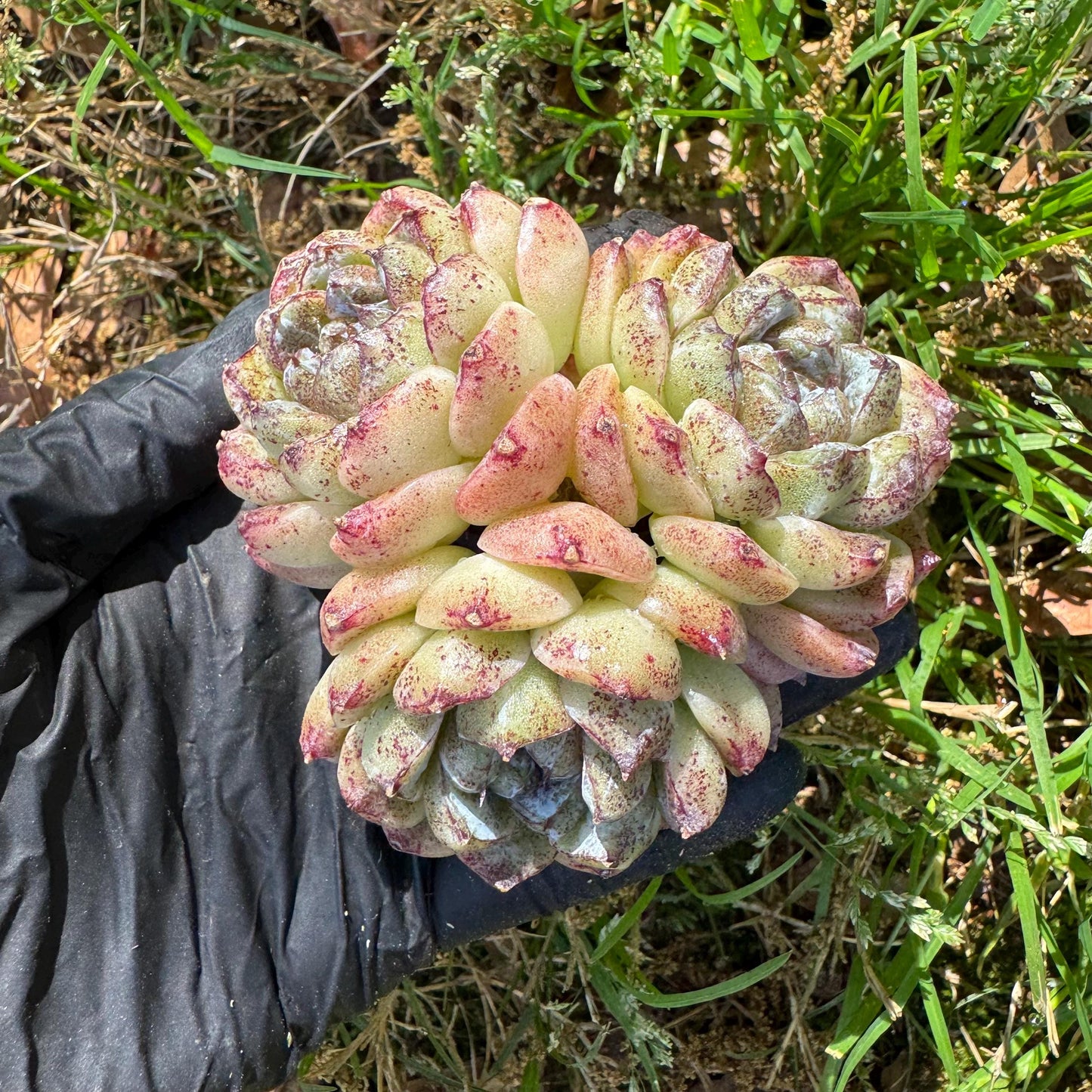 New rare succulents ,' White beach', 3heads, 2.9inches