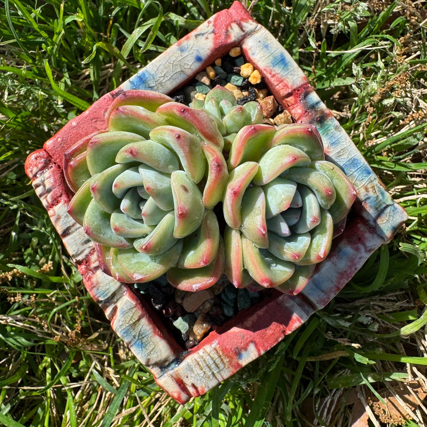 Rare succulents, Echeveria 'Strawberry Puff ', 3heads, 2.9inches