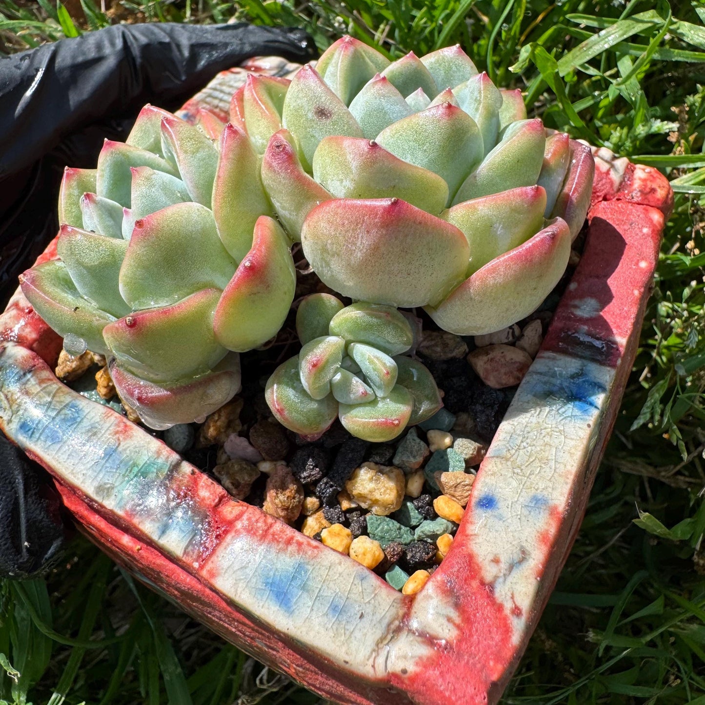 Rare succulents, Echeveria 'Strawberry Puff ', 3heads, 2.9inches