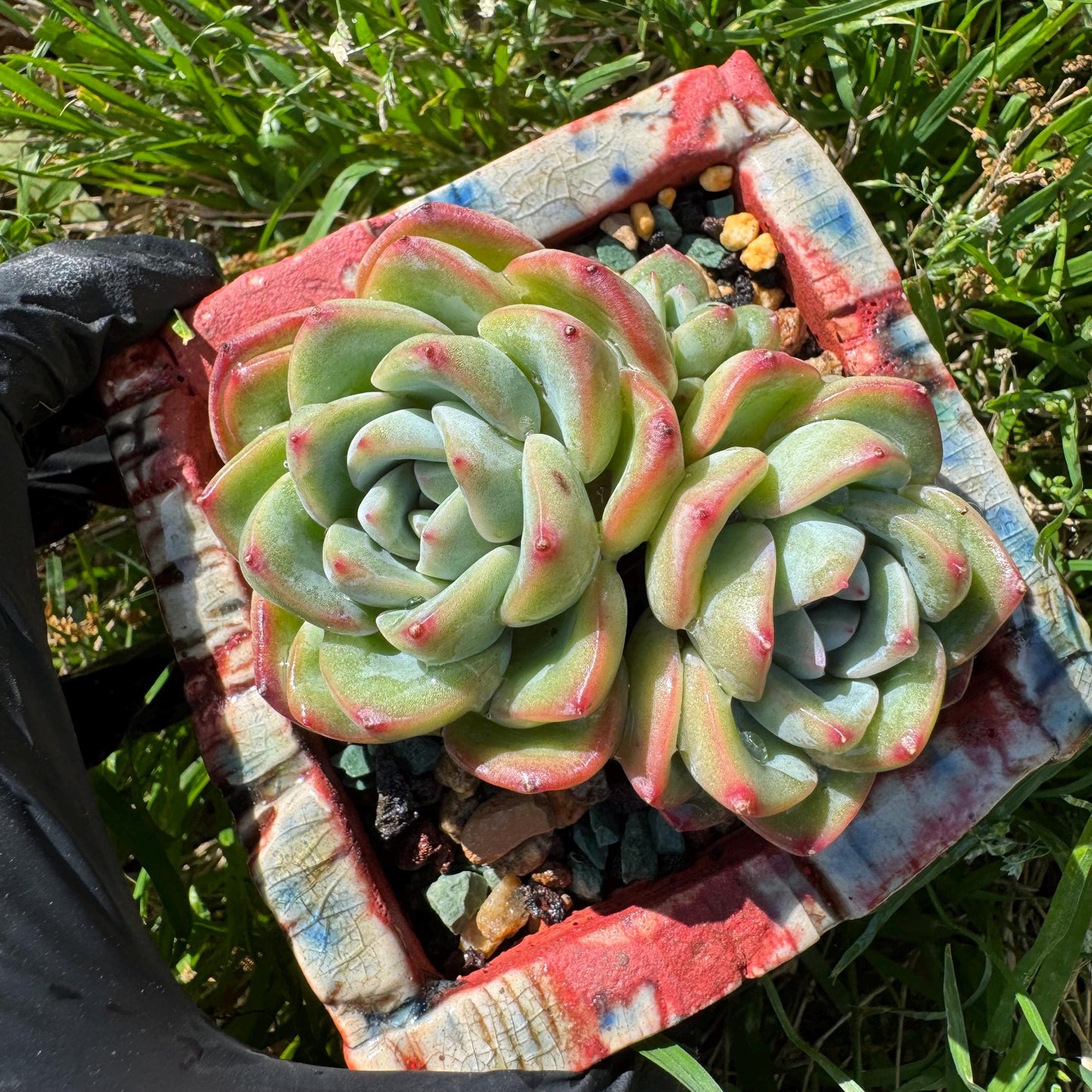 Rare succulents, Echeveria 'Strawberry Puff ', 3heads, 2.9inches