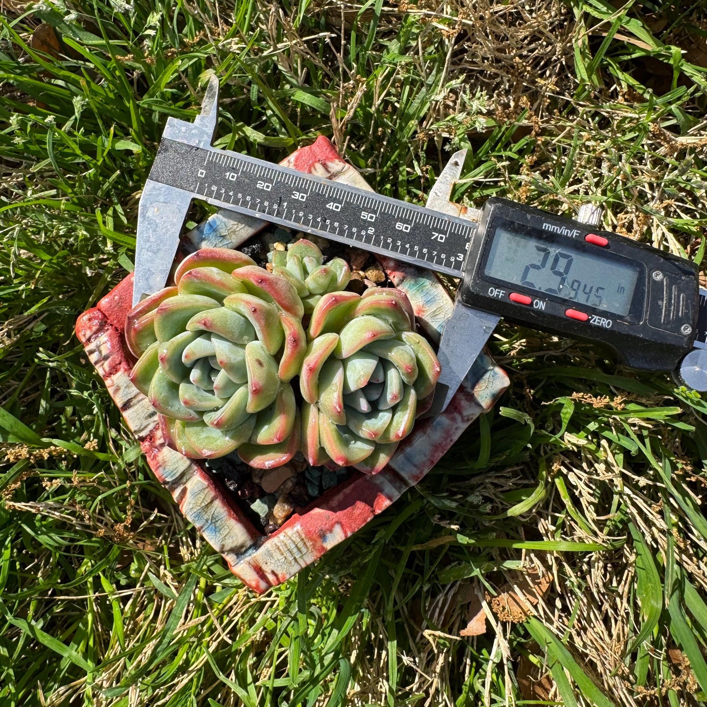 Rare succulents, Echeveria 'Strawberry Puff ', 3heads, 2.9inches