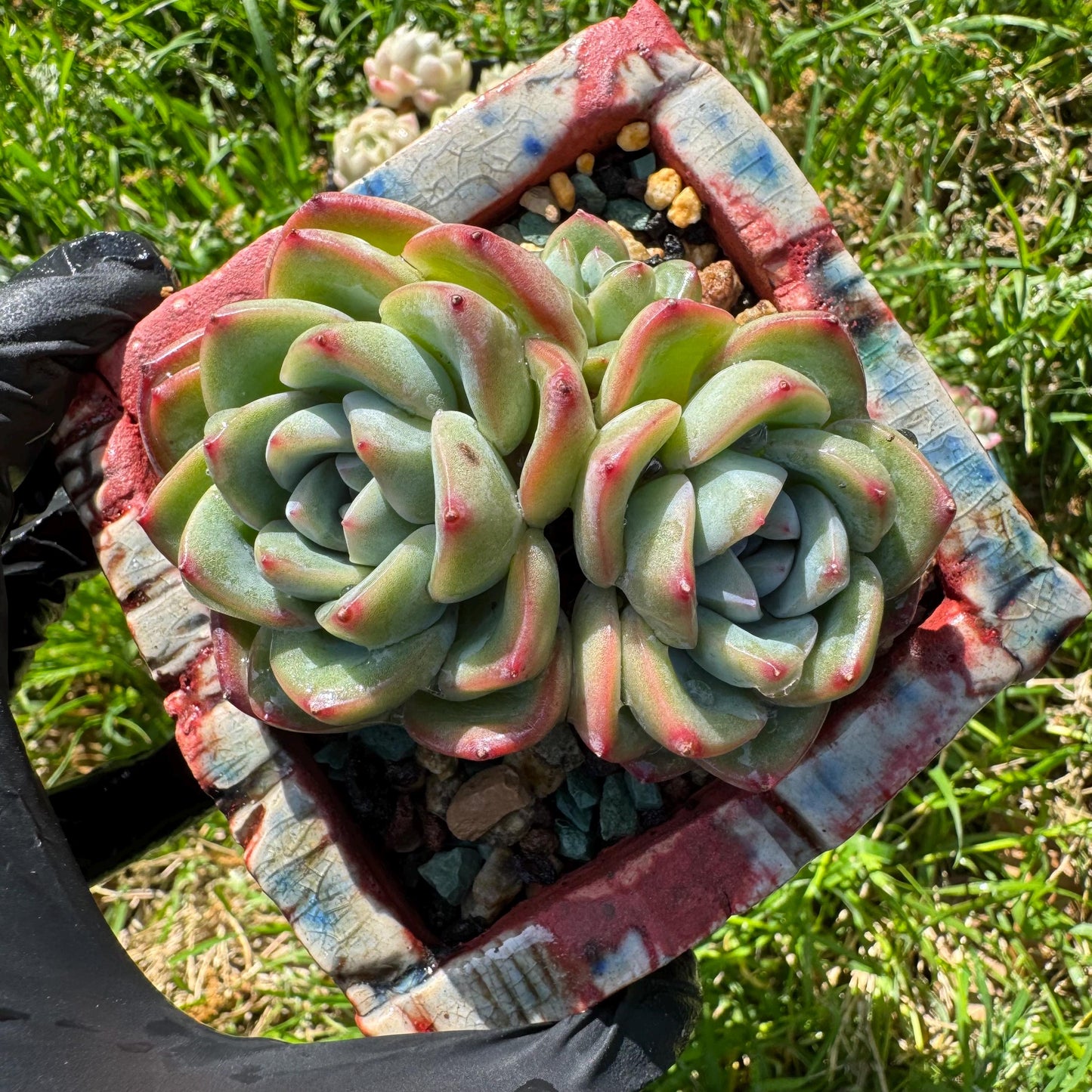 Rare succulents, Echeveria 'Strawberry Puff ', 3heads, 2.9inches