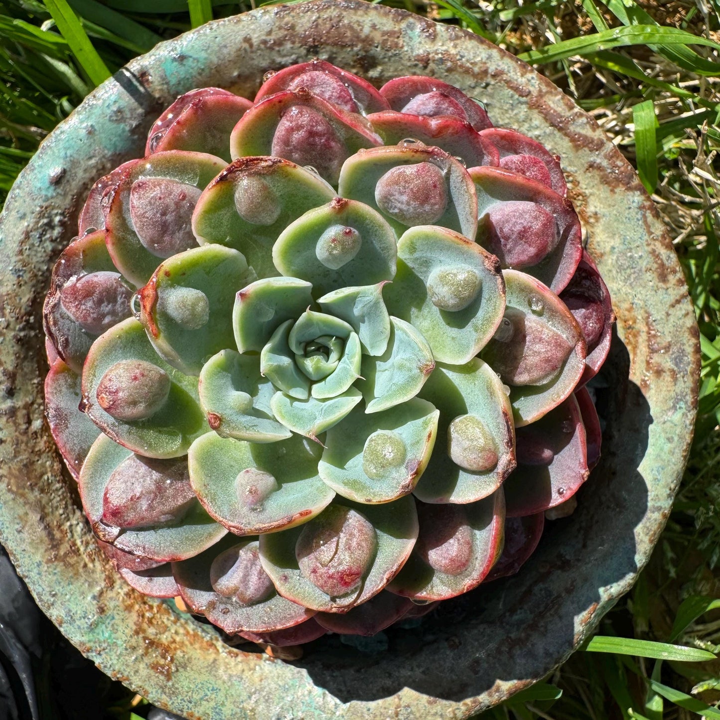 Rare succulents plants, Echeveria'Rainbow drops ’ , 2.8inches, small single head