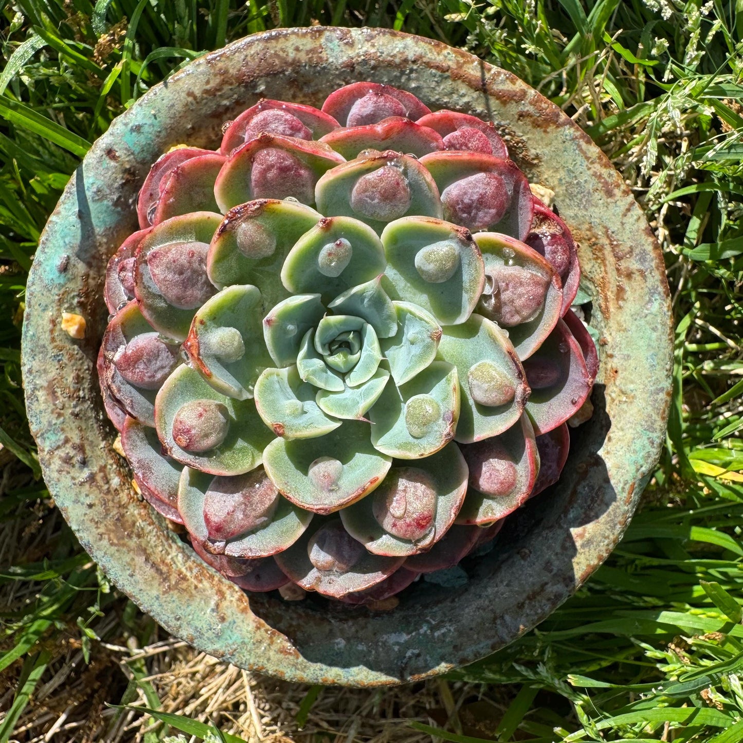 Rare succulents plants, Echeveria'Rainbow drops ’ , 2.8inches, small single head