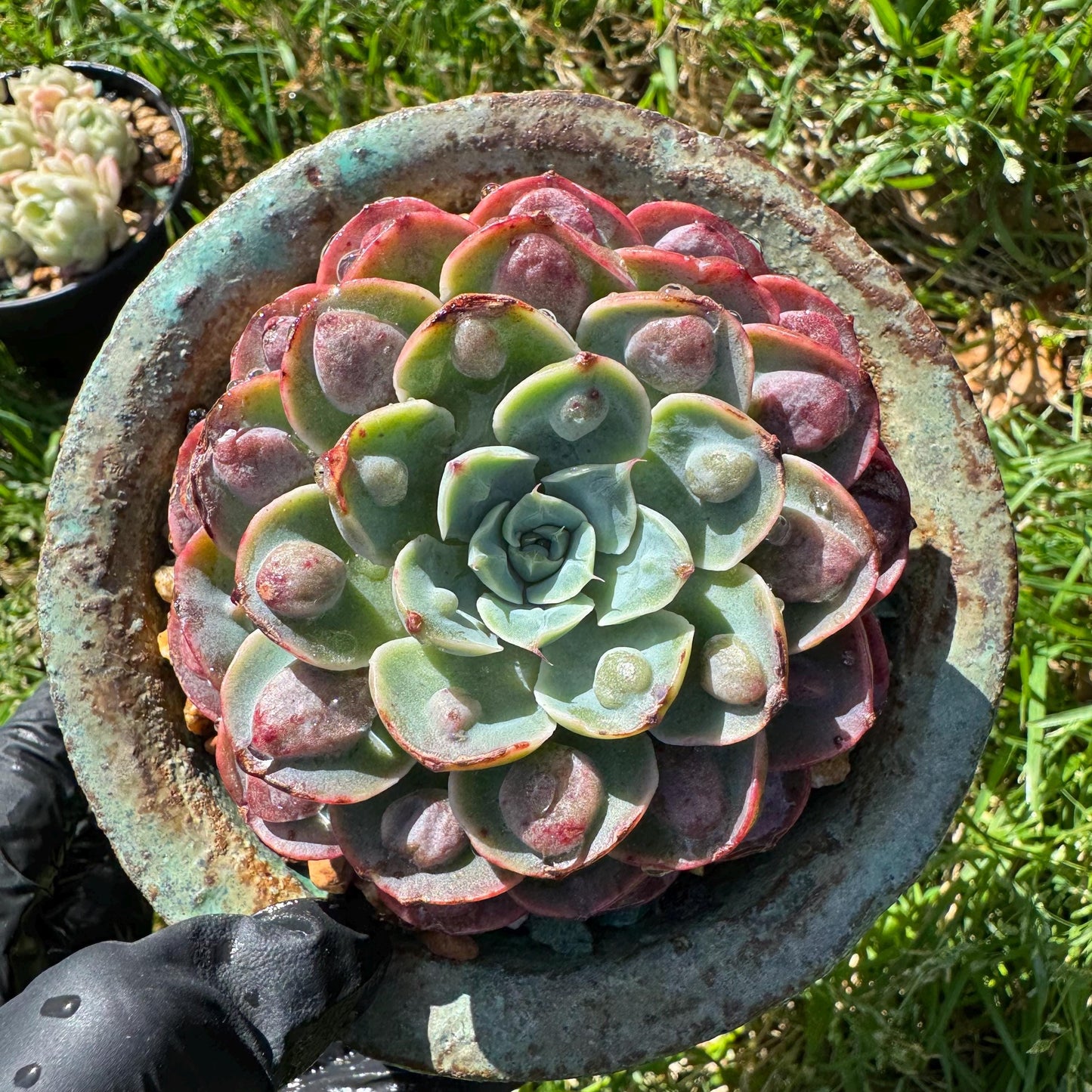 Rare succulents plants, Echeveria'Rainbow drops ’ , 2.8inches, small single head