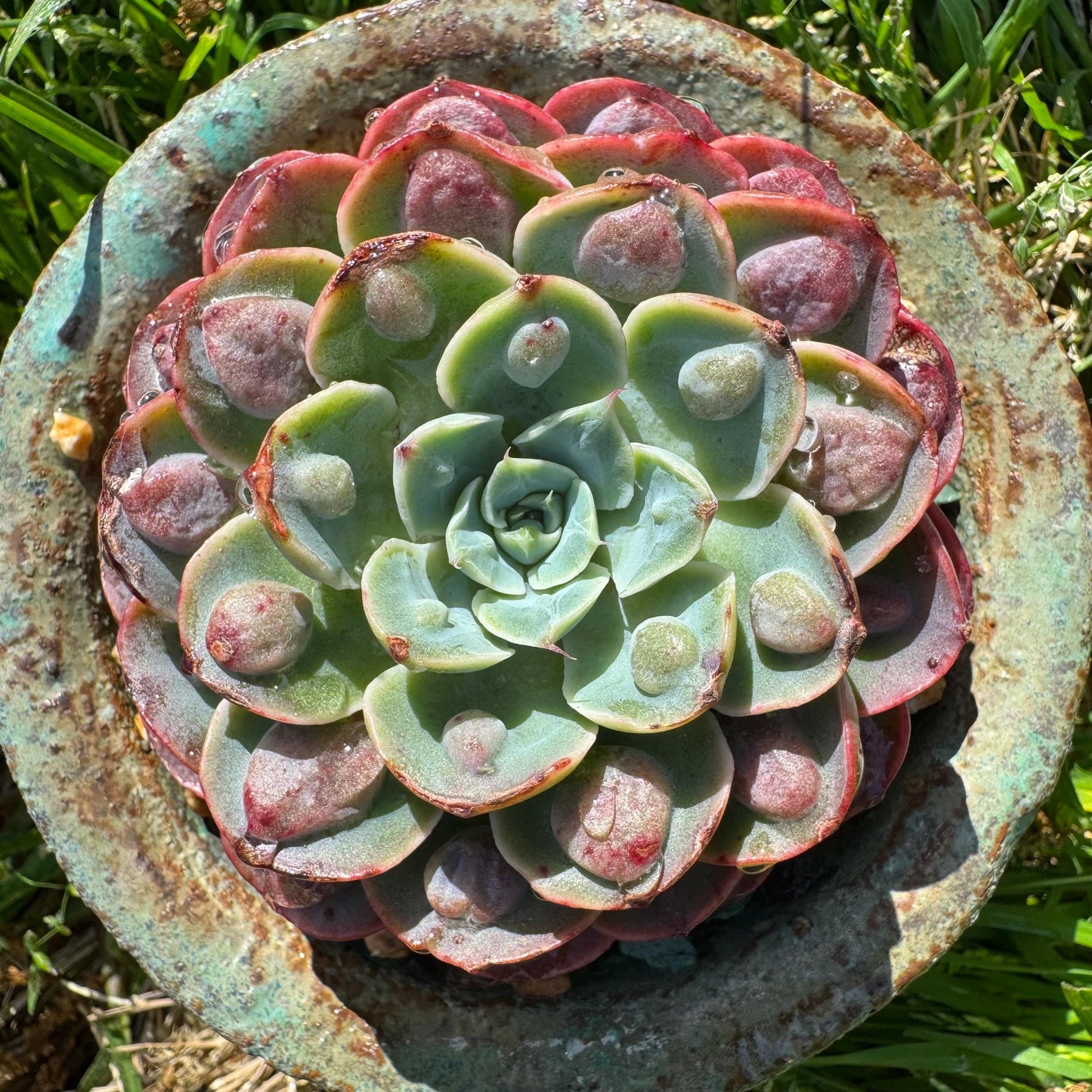 Rare succulents plants, Echeveria'Rainbow drops ’ , 2.8inches, small single head