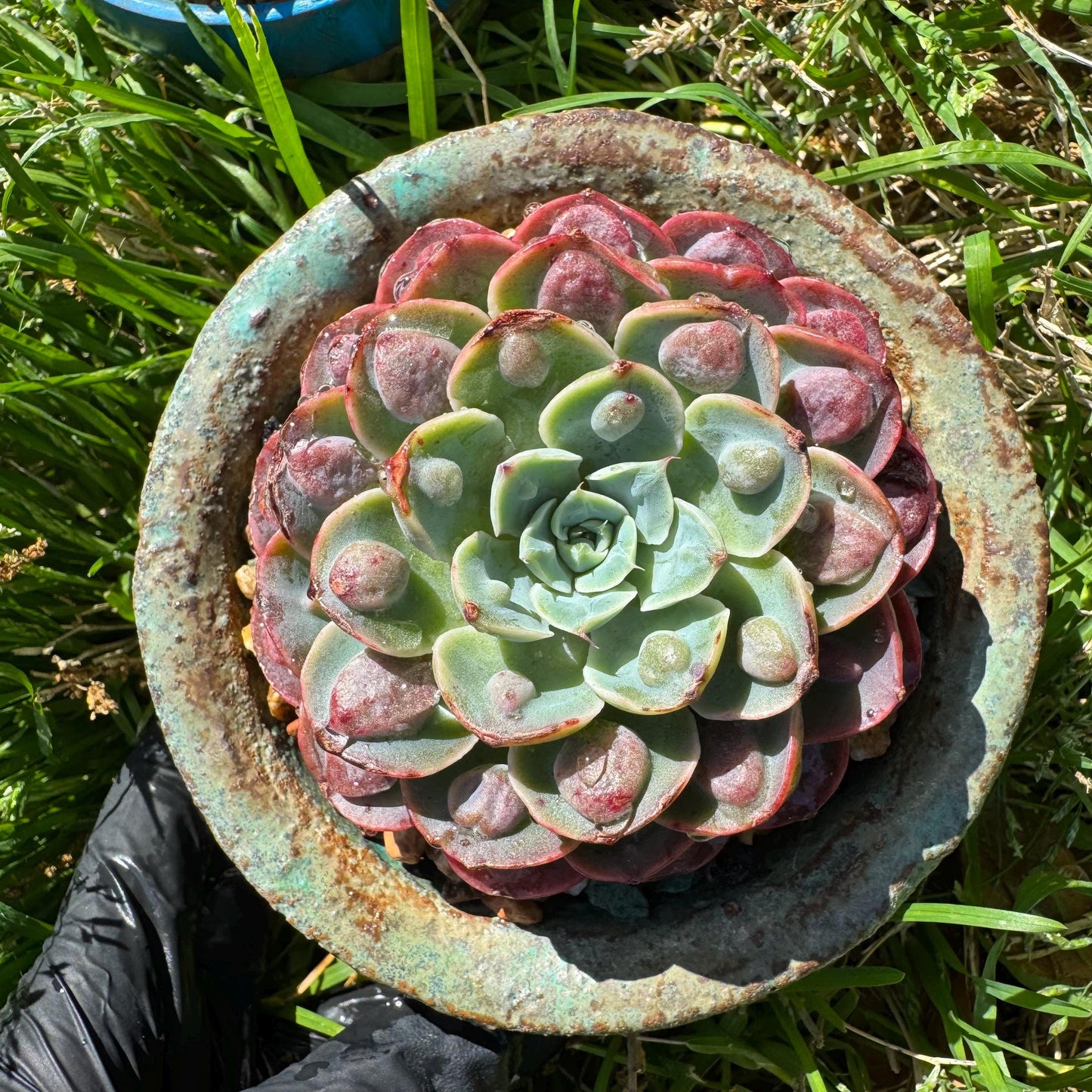 Rare succulents plants, Echeveria'Rainbow drops ’ , 2.8inches, small single head