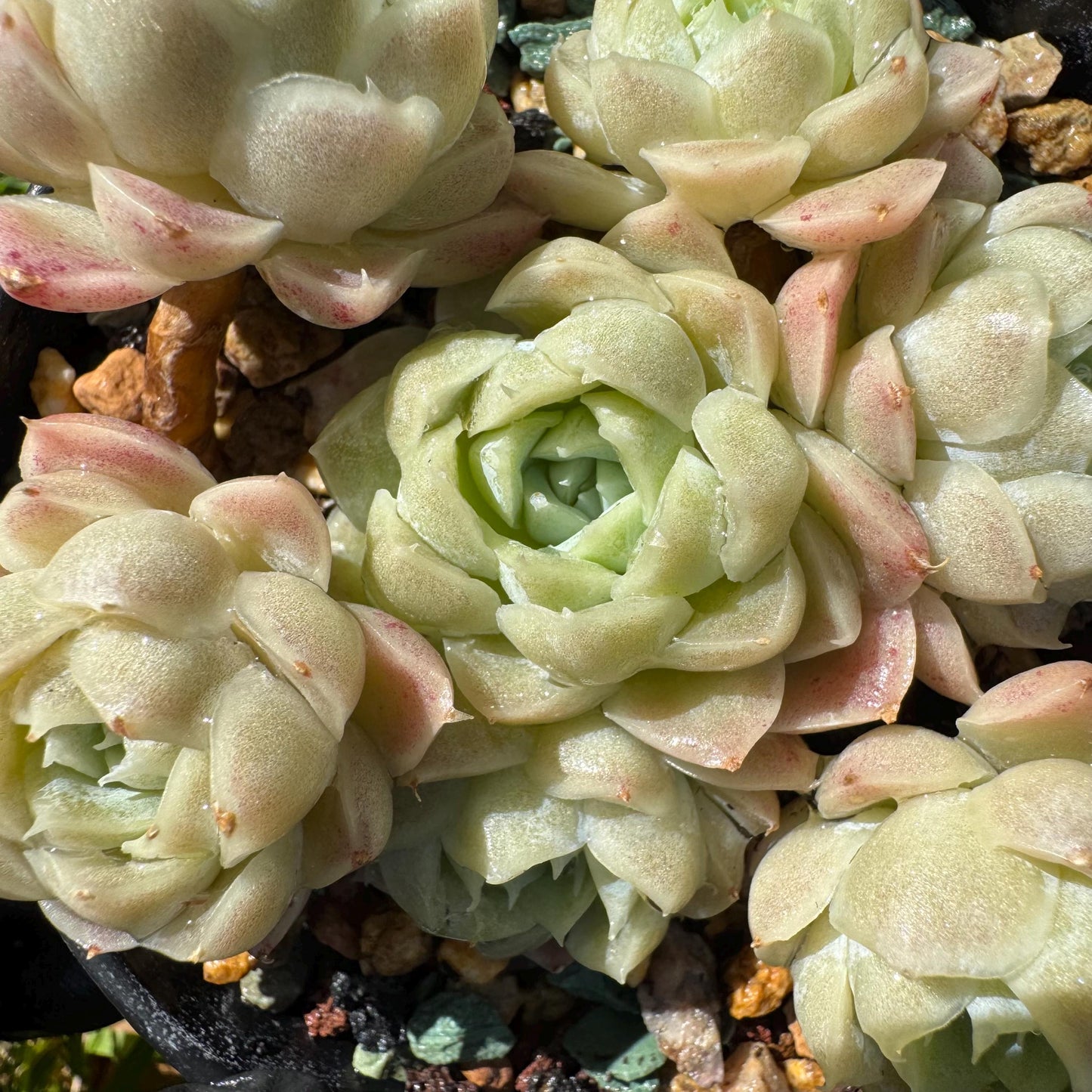Rare succulents, Echeveria 'Rose Moon', 3.1 inches