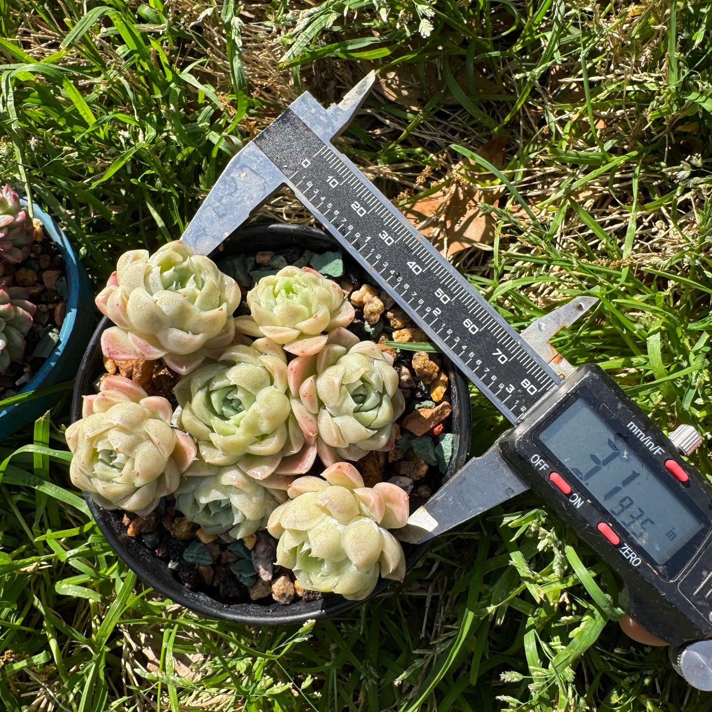Rare succulents, Echeveria 'Rose Moon', 3.1 inches