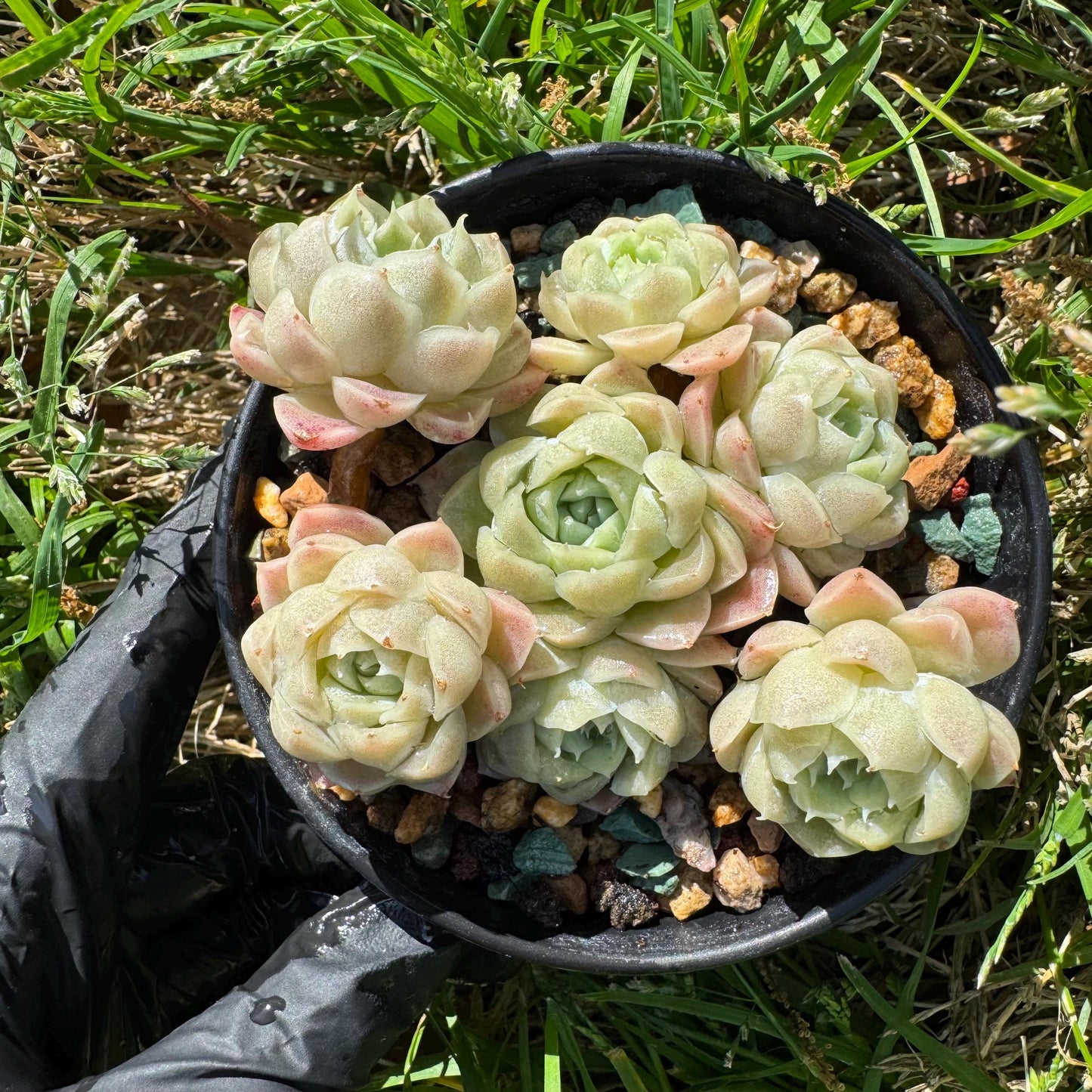 Rare succulents, Echeveria 'Rose Moon', 3.1 inches