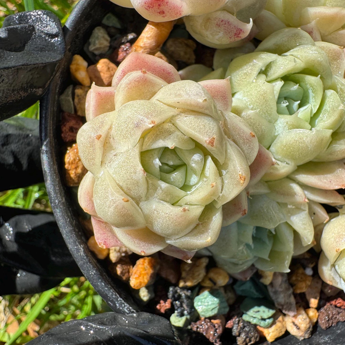 Rare succulents, Echeveria 'Rose Moon', 3.1 inches