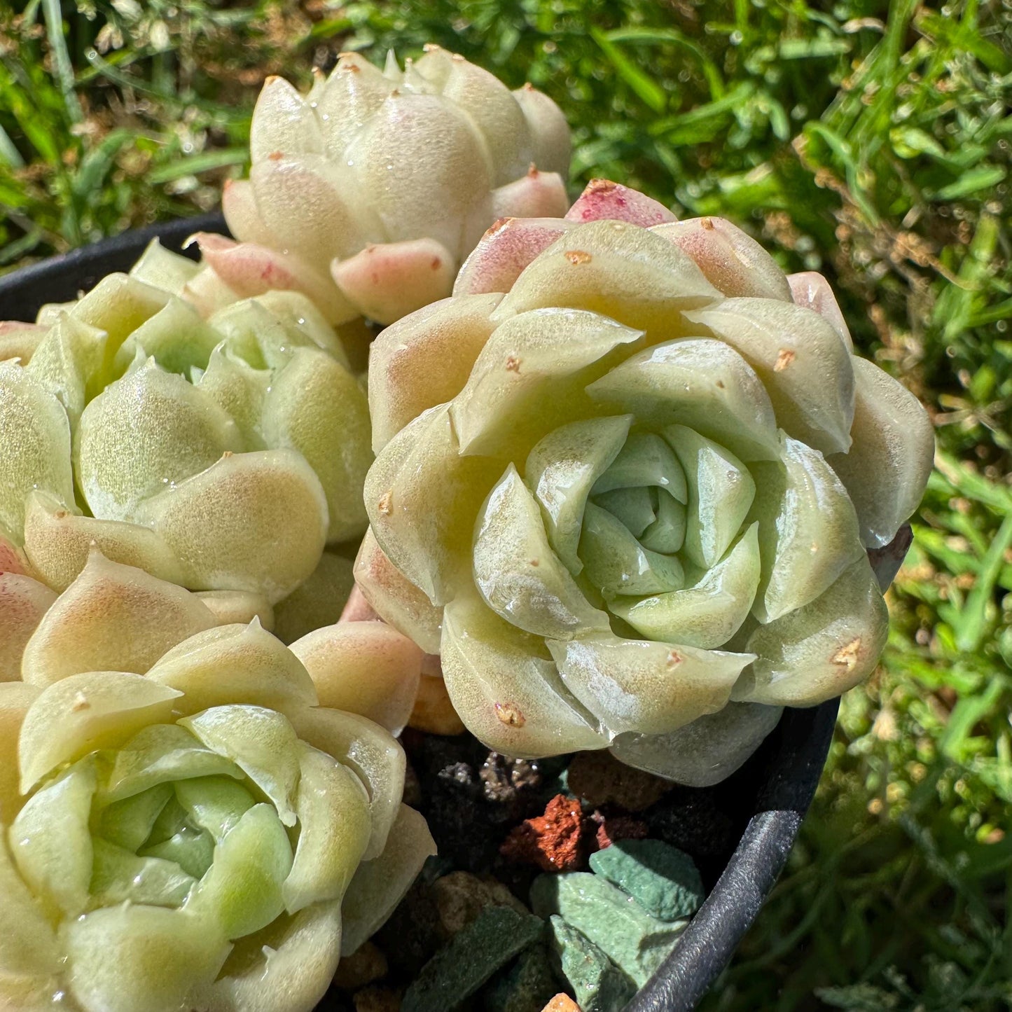 Rare succulents, Echeveria 'Rose Moon', 3.1 inches