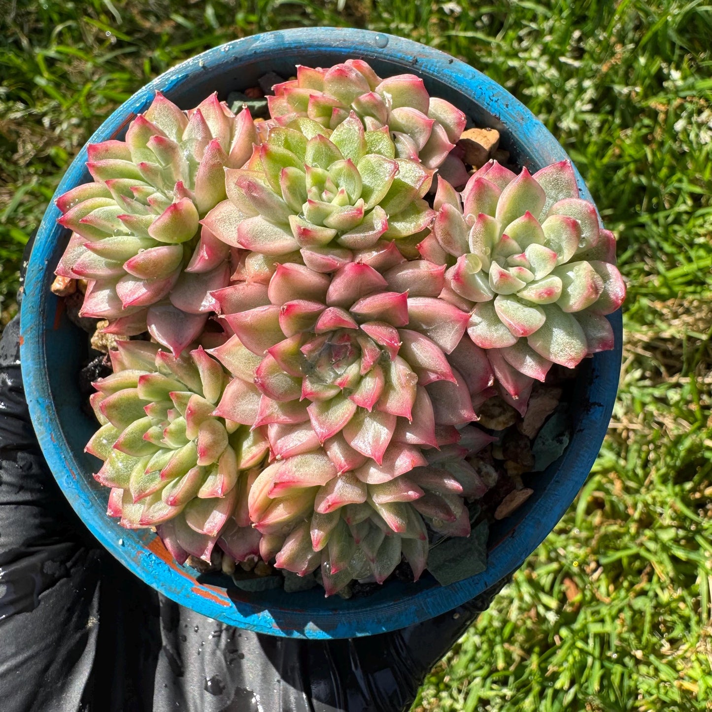 Rare succulents, Echeveria 'Mebina variegated' cluster, 2.4inches