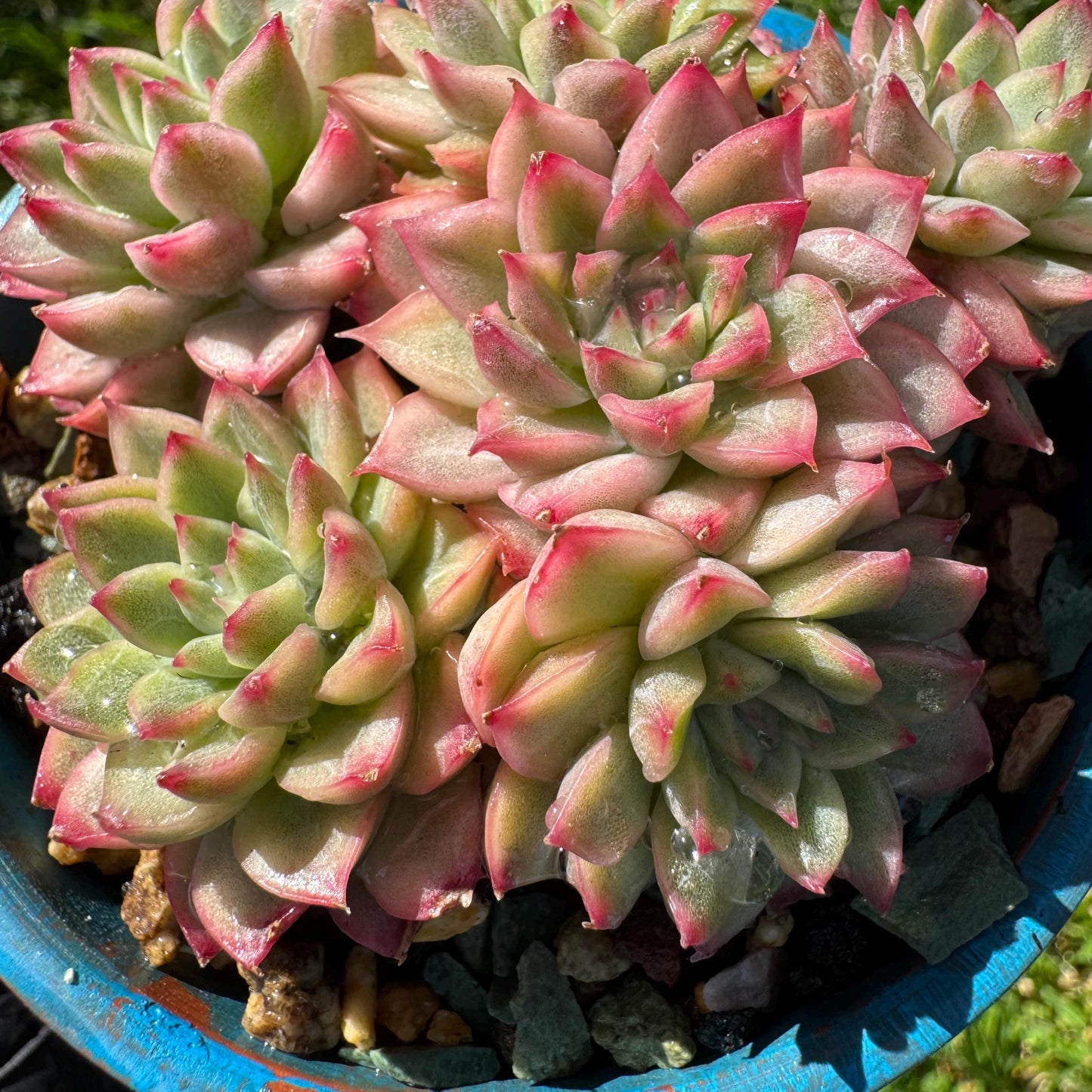 Rare succulents, Echeveria 'Mebina variegated' cluster, 2.4inches