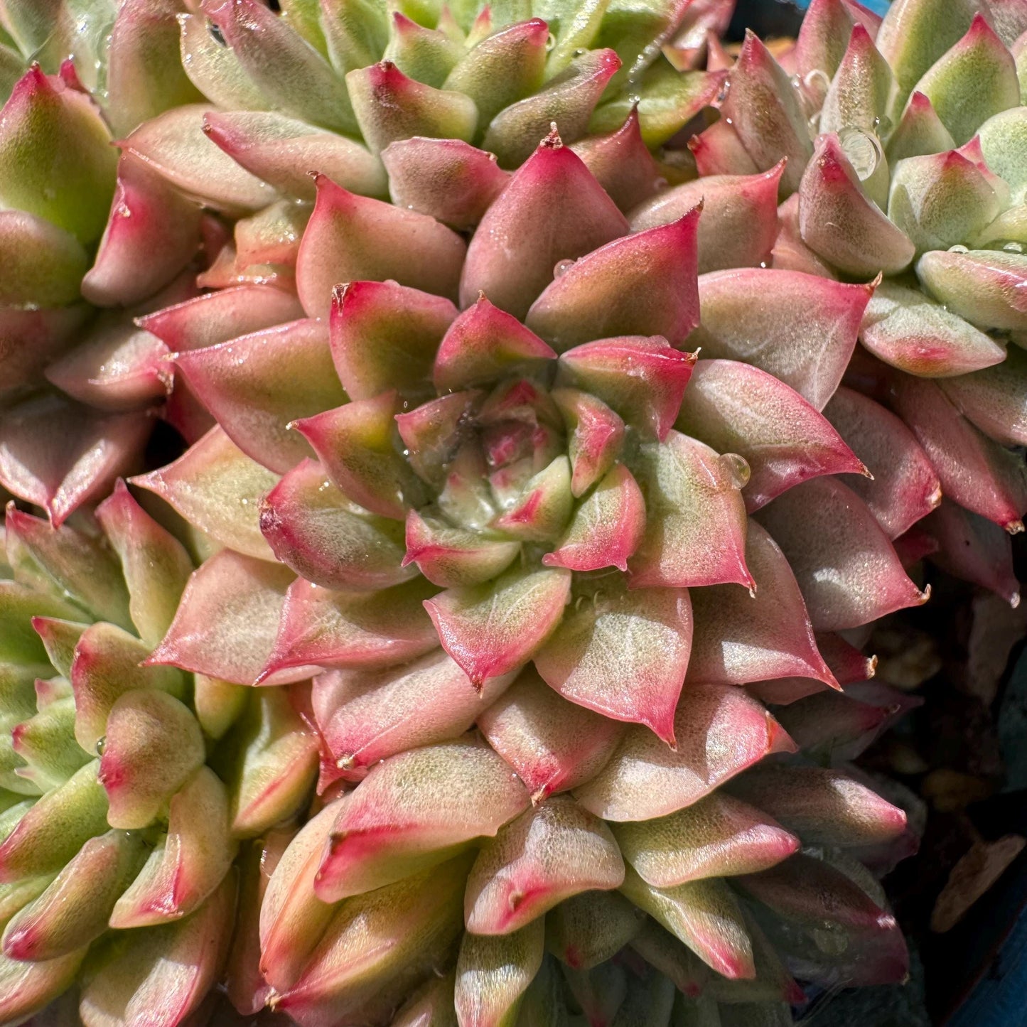 Rare succulents, Echeveria 'Mebina variegated' cluster, 2.4inches