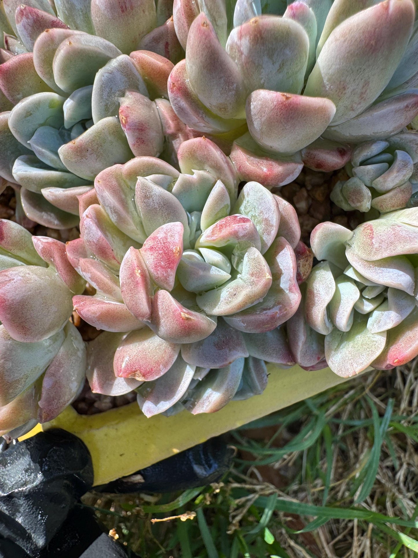New succulents, Echeveria 'Elegans hybrid' cluster, 3.9inches