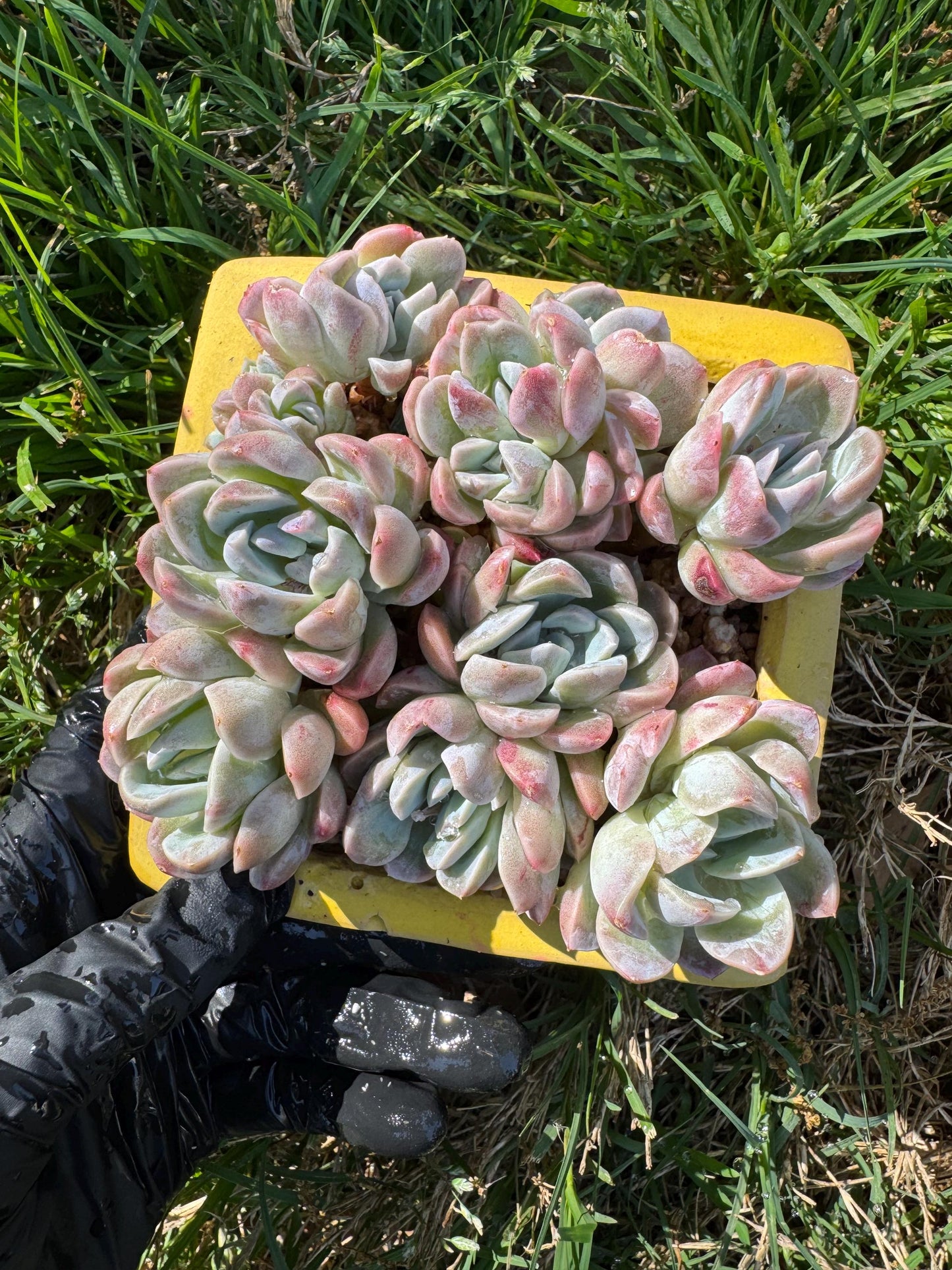 New succulents, Echeveria 'Elegans hybrid' cluster, 3.9inches