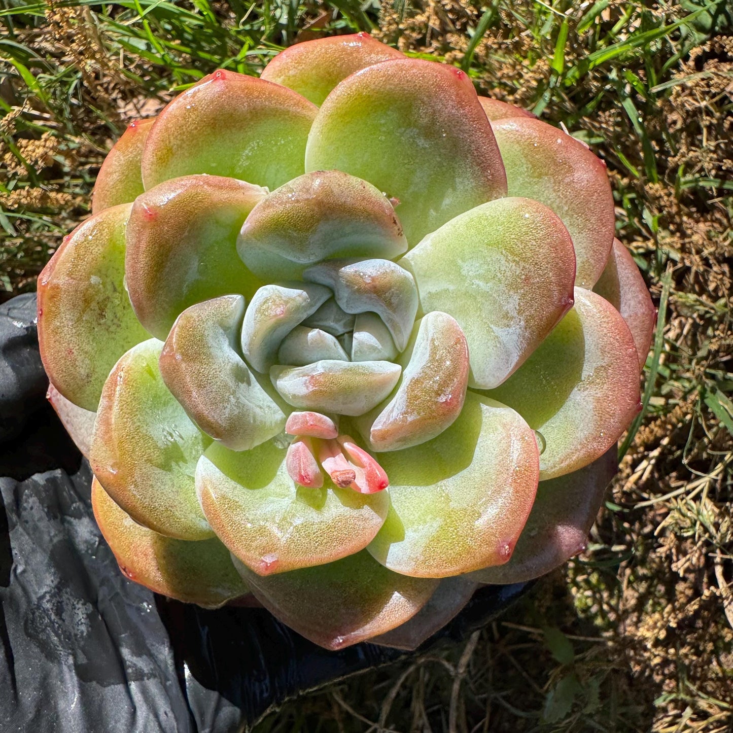 Rare succulents plants, Echeveria Korean cream ' Ice Green', 3.2inches