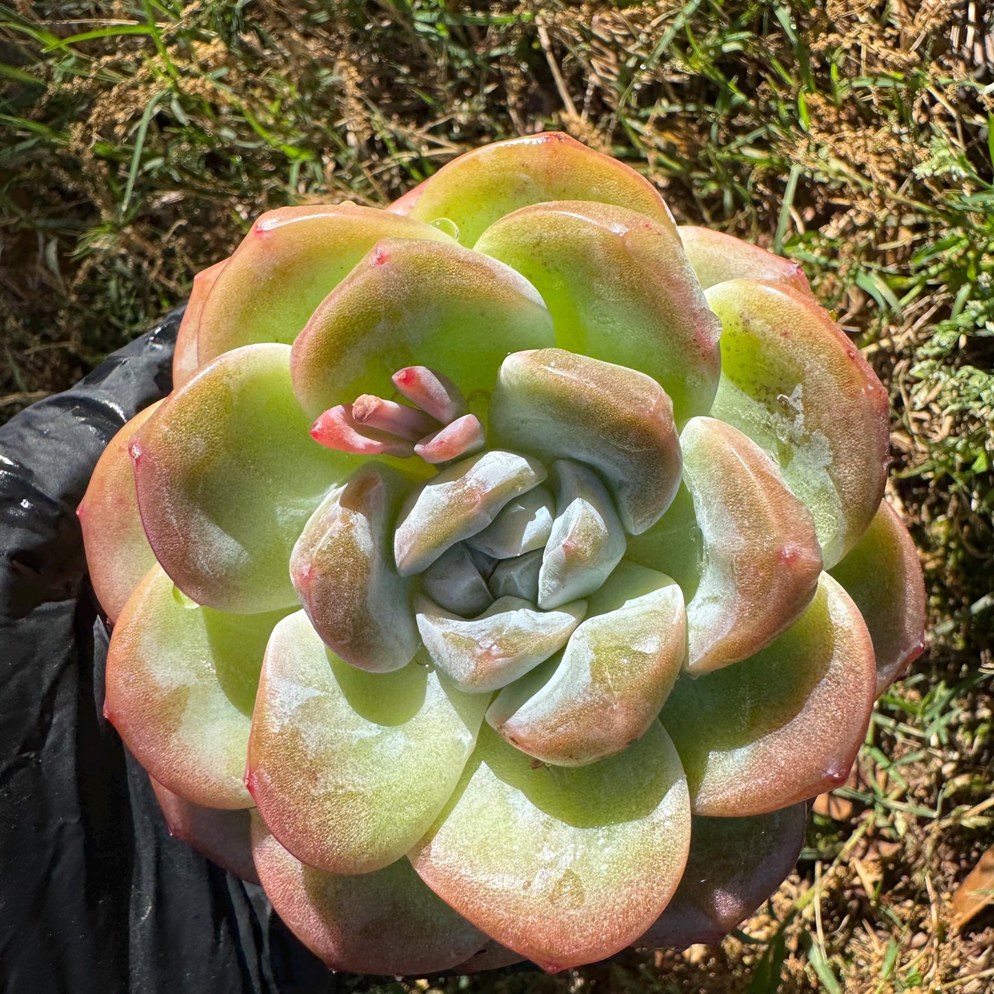 Rare succulents plants, Echeveria Korean cream ' Ice Green', 3.2inches