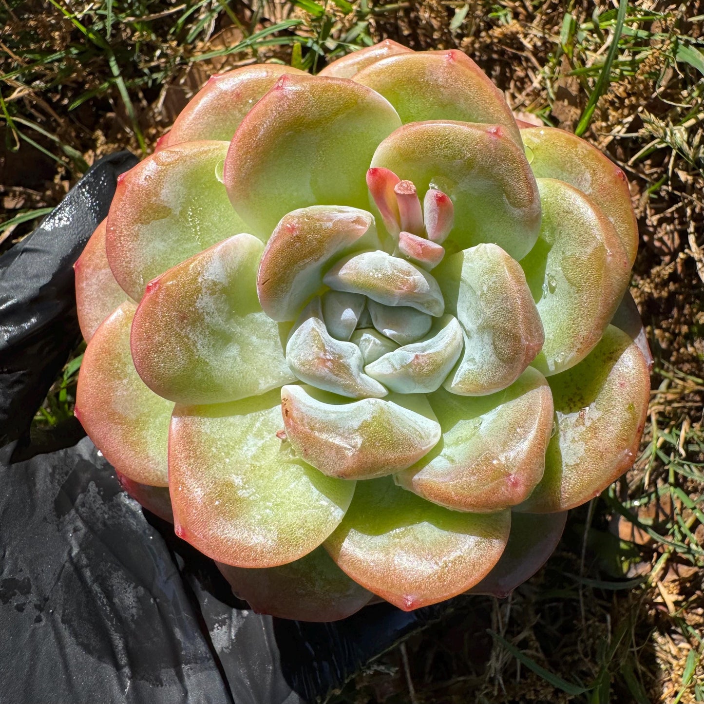 Rare succulents plants, Echeveria Korean cream ' Ice Green', 3.2inches