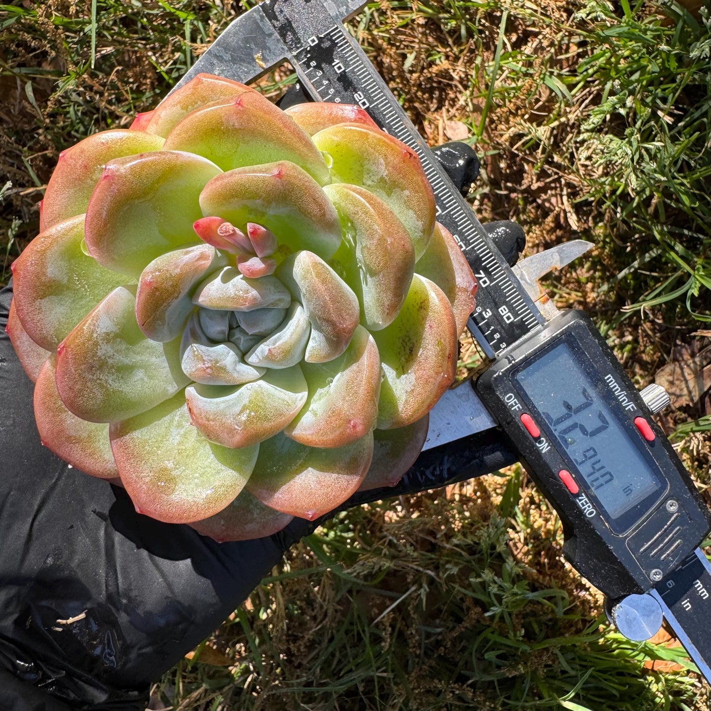 Rare succulents plants, Echeveria Korean cream ' Ice Green', 3.2inches
