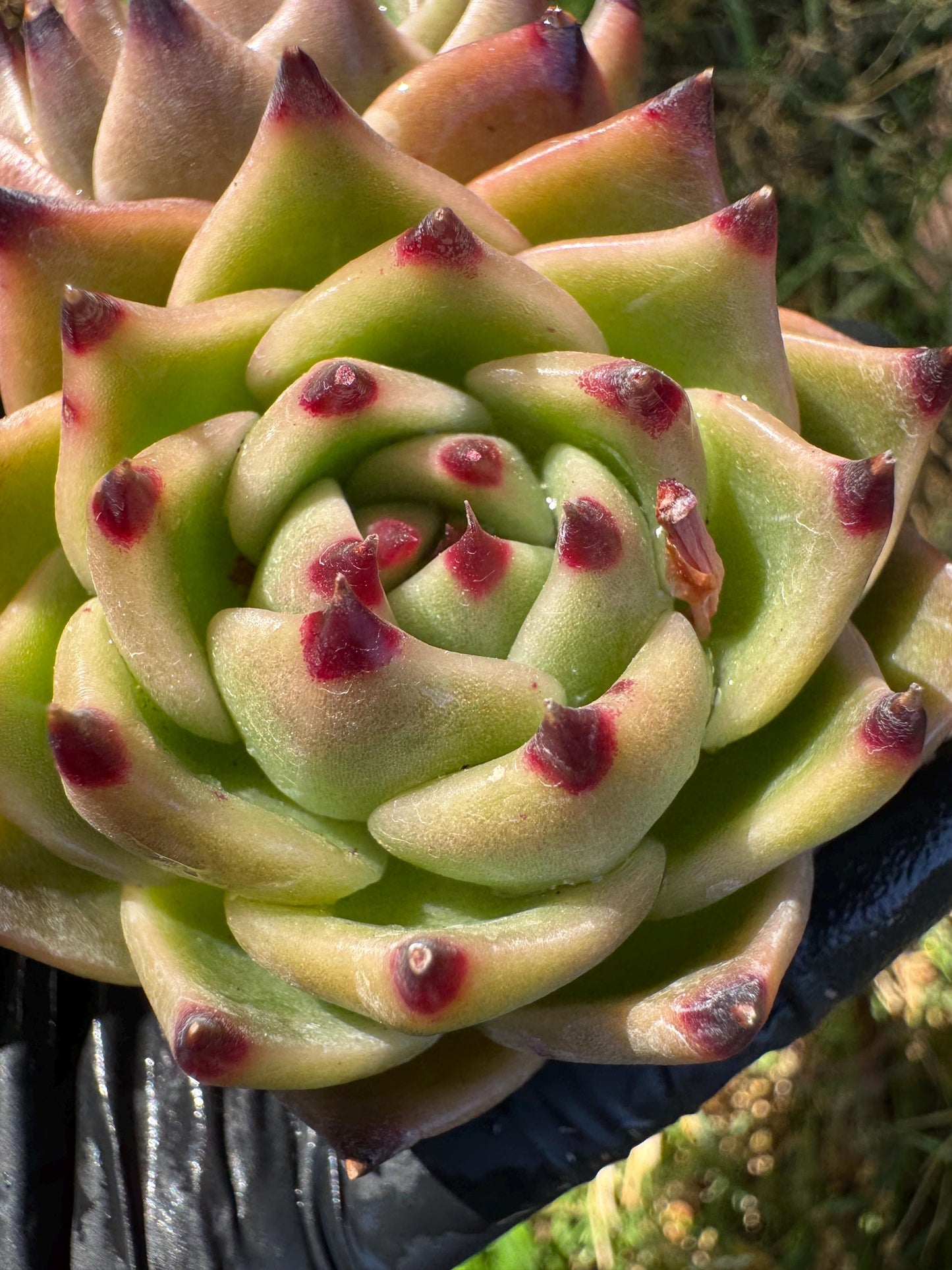 Echeveria 'Blue Dragon', 2heads,3.2inches