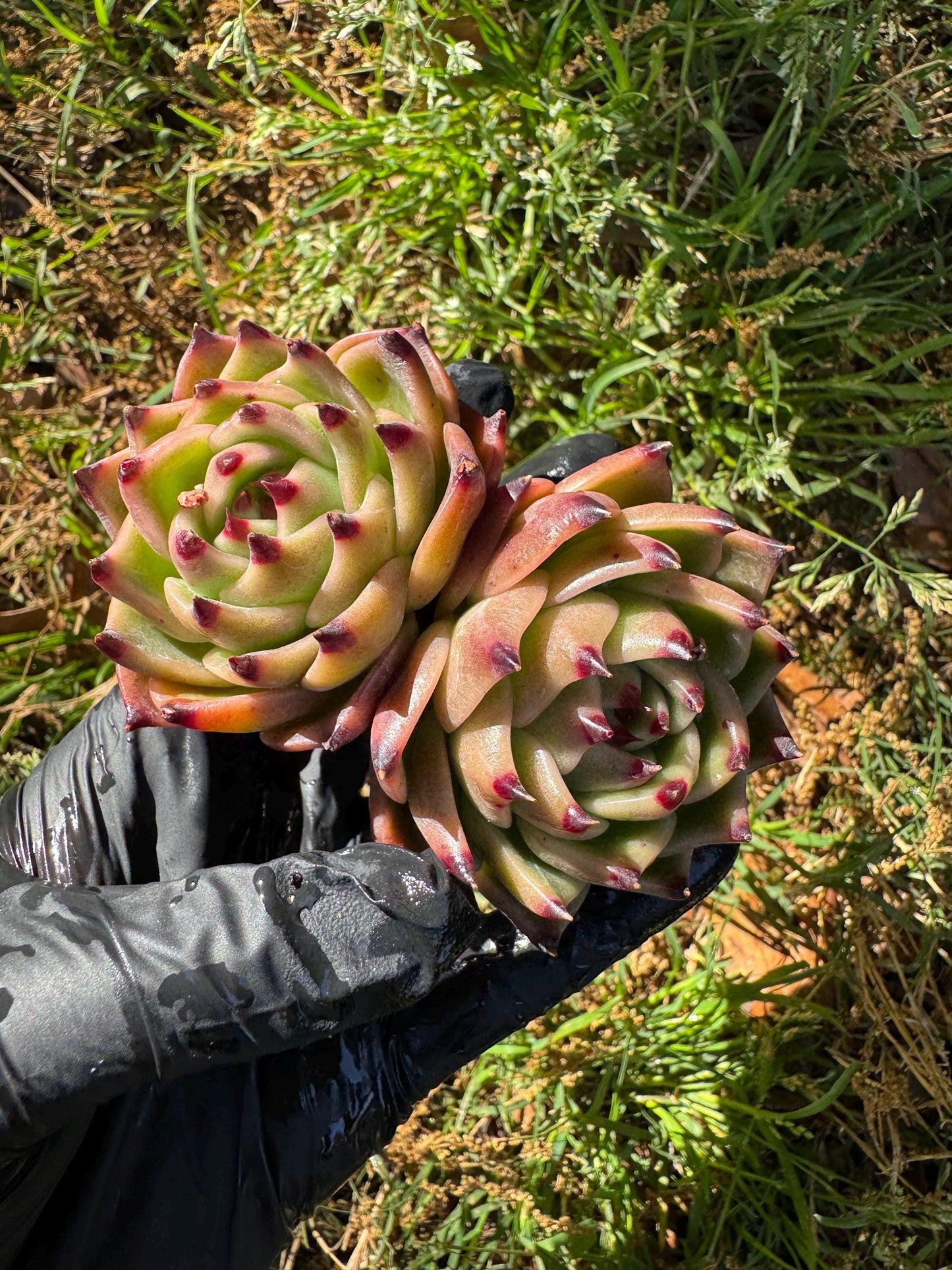 Echeveria 'Blue Dragon', 2heads,3.2inches