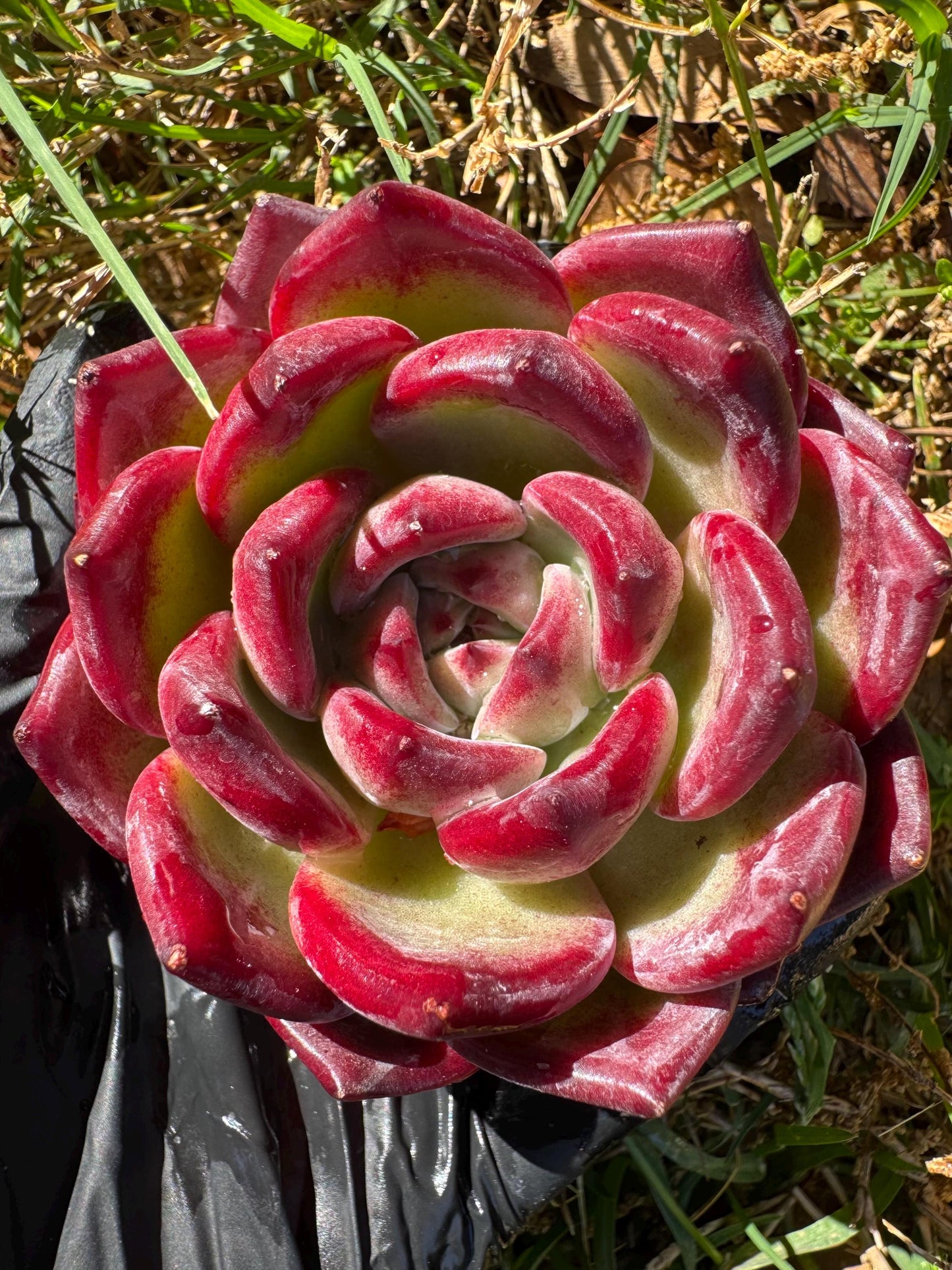 New rare succulents , Echeveri 'love bird’ , 2.7inches