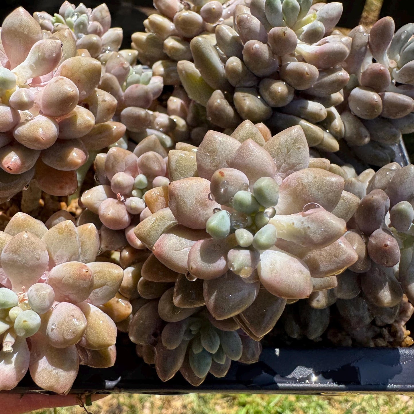 New succulents , Pachyveria 'stardew' cluster, 4.7inches