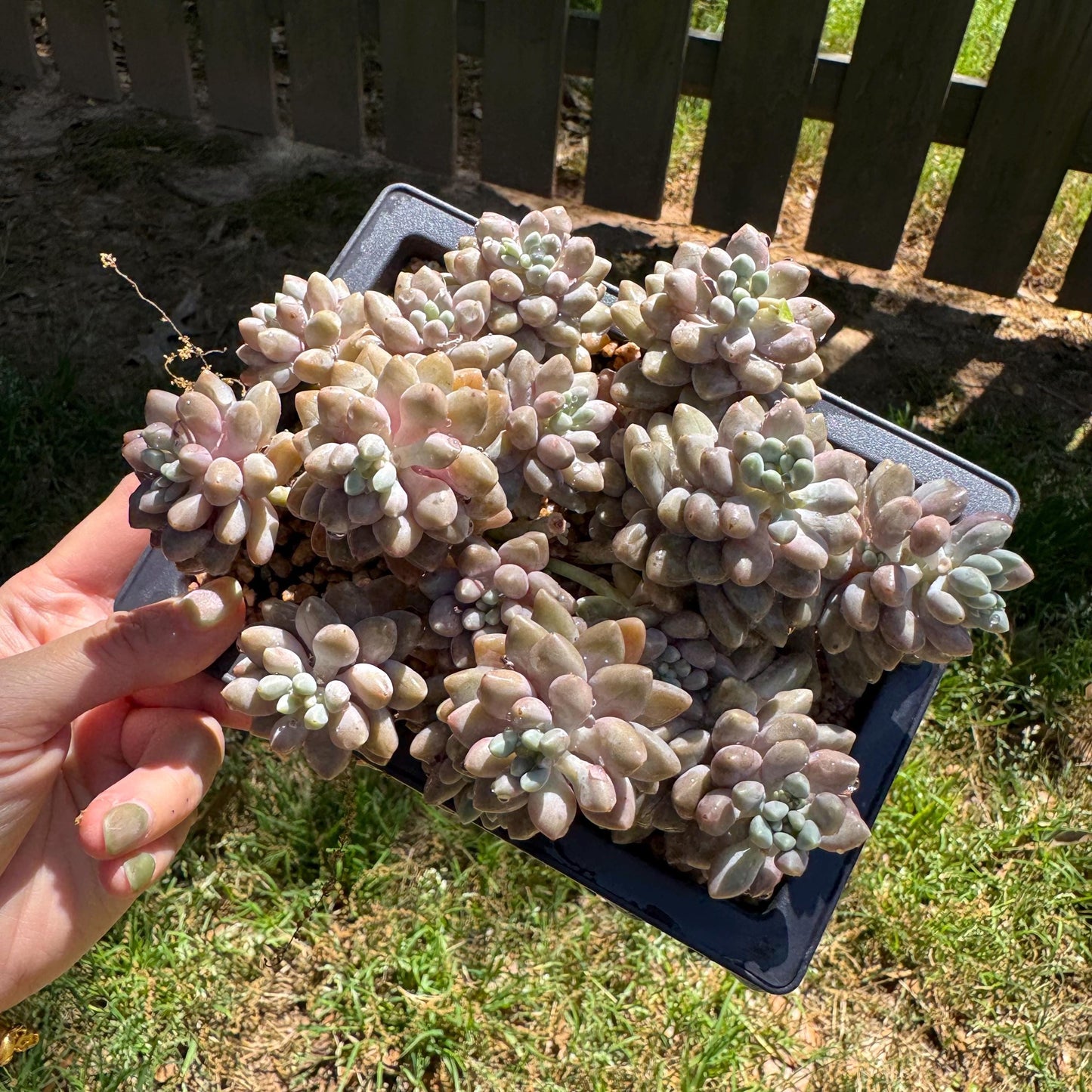 New succulents , Pachyveria 'stardew' cluster, 4.7inches
