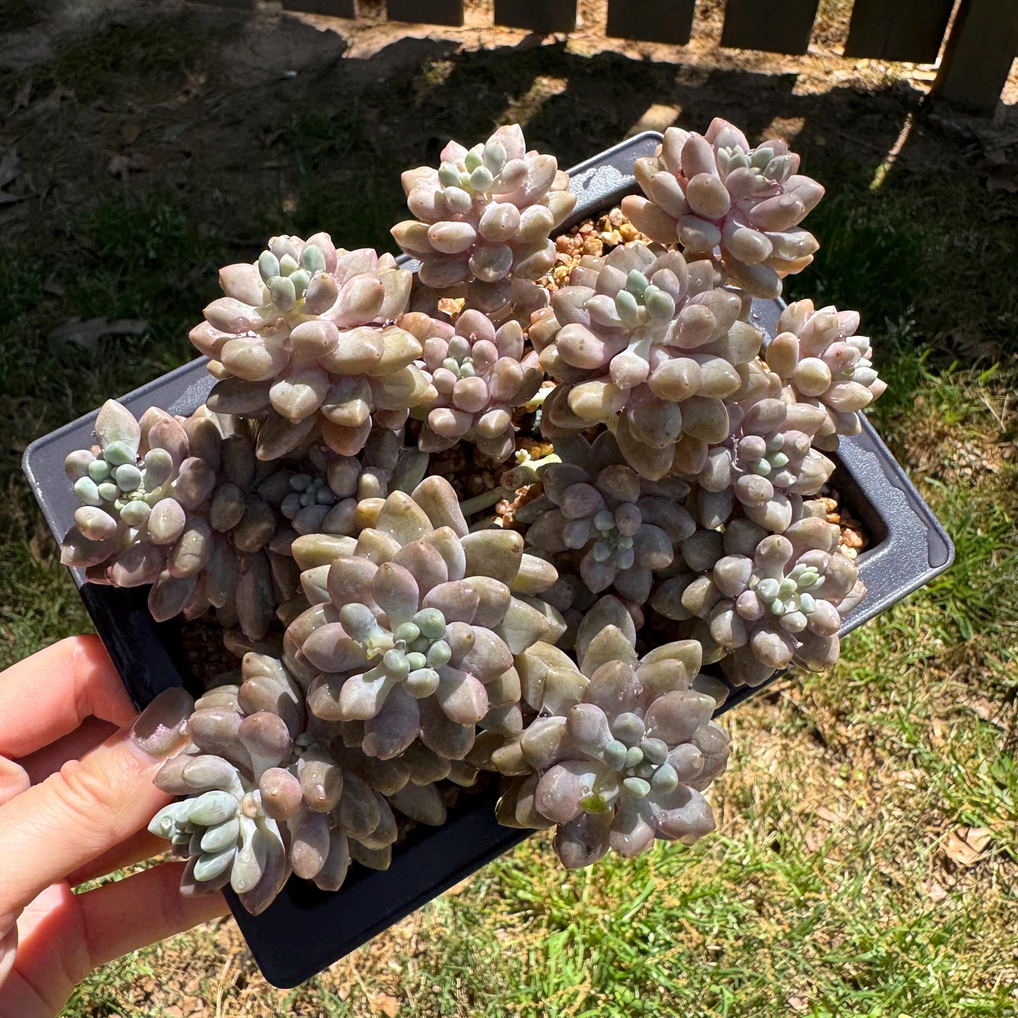 New succulents , Pachyveria 'stardew' cluster, 4.7inches