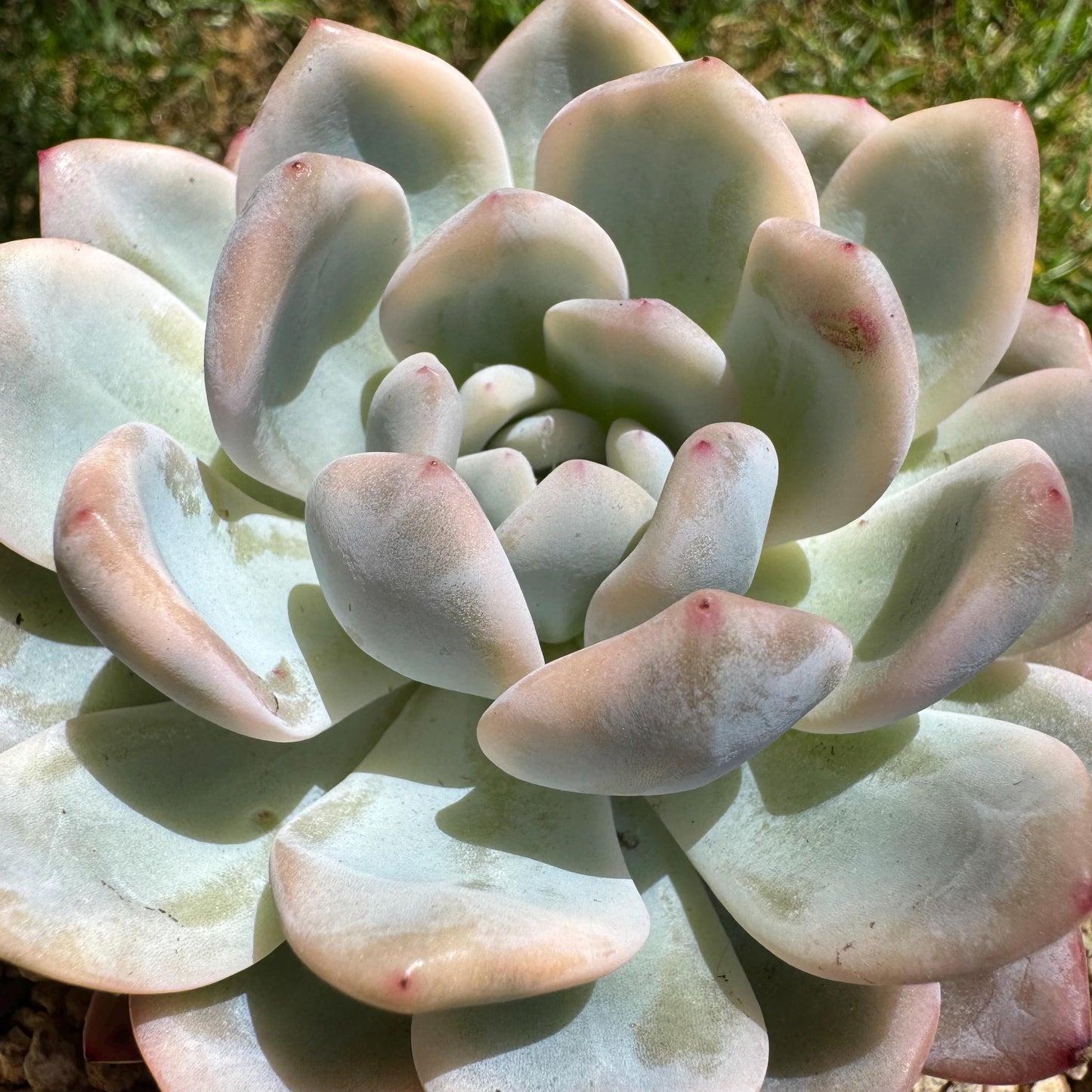 Rare succulents, Echeveria ‘Monroe ’ Variegated, 3.2inches