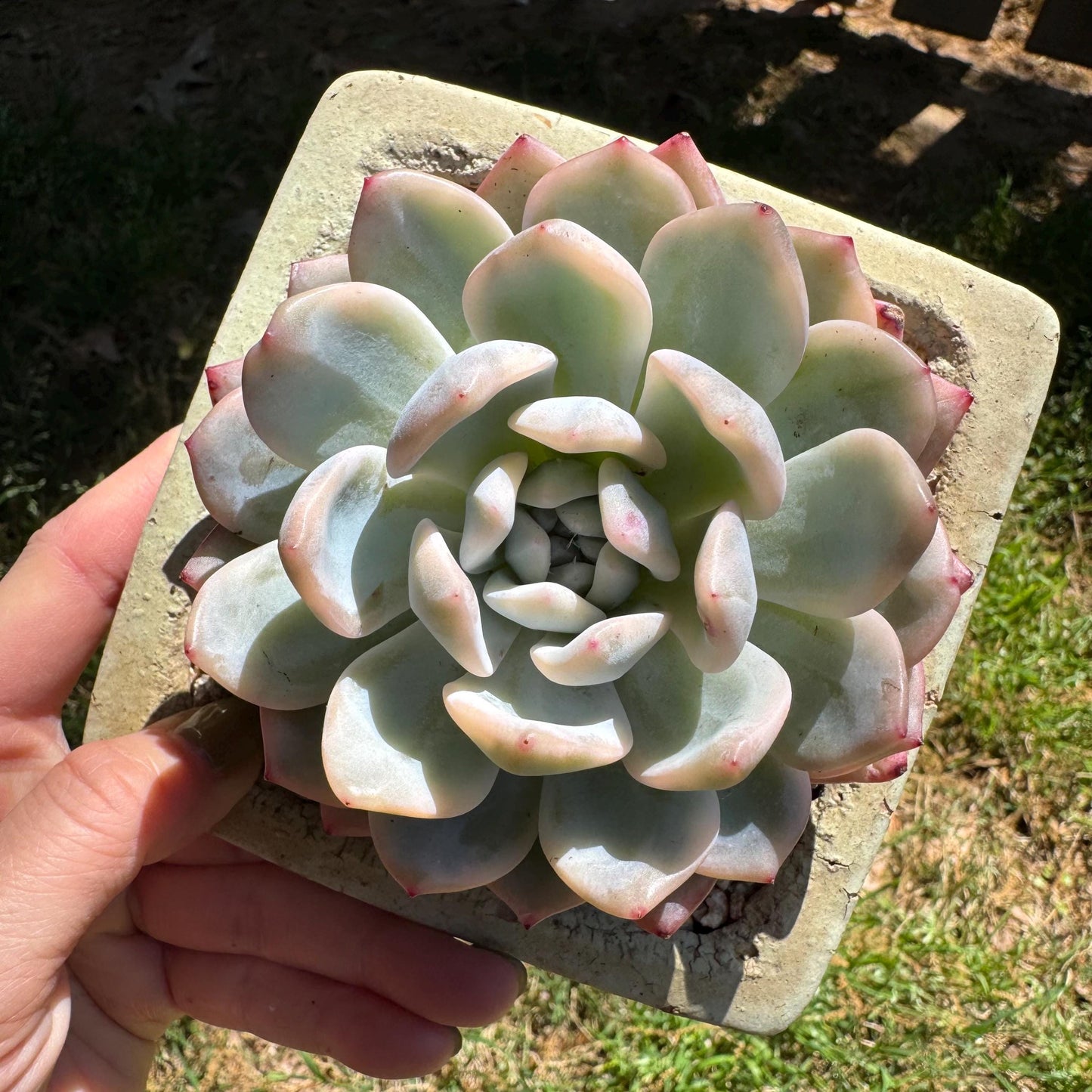 Rare succulents, Echeveria ‘Monroe ’ Variegated, 3.2inches