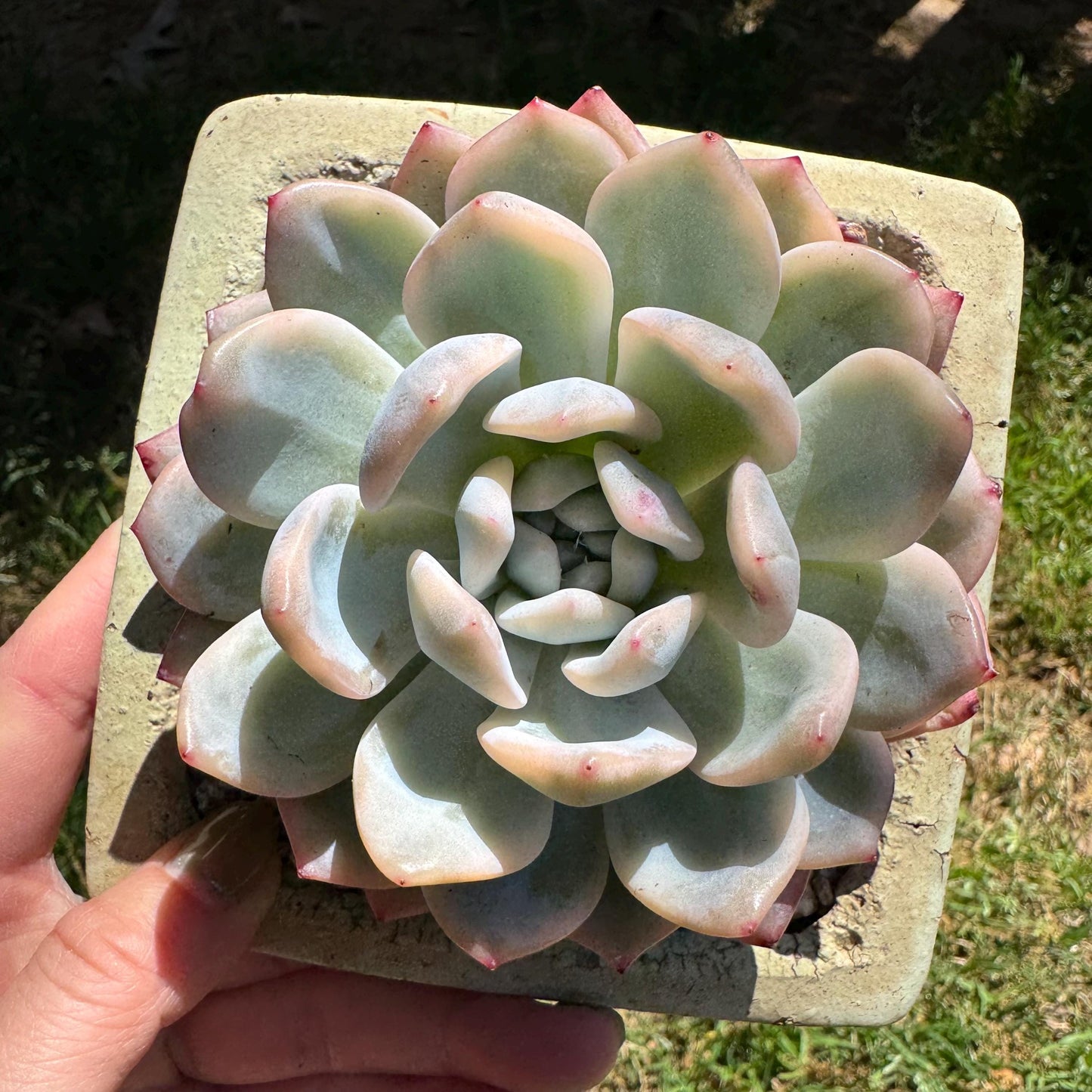 Rare succulents, Echeveria ‘Monroe ’ Variegated, 3.2inches
