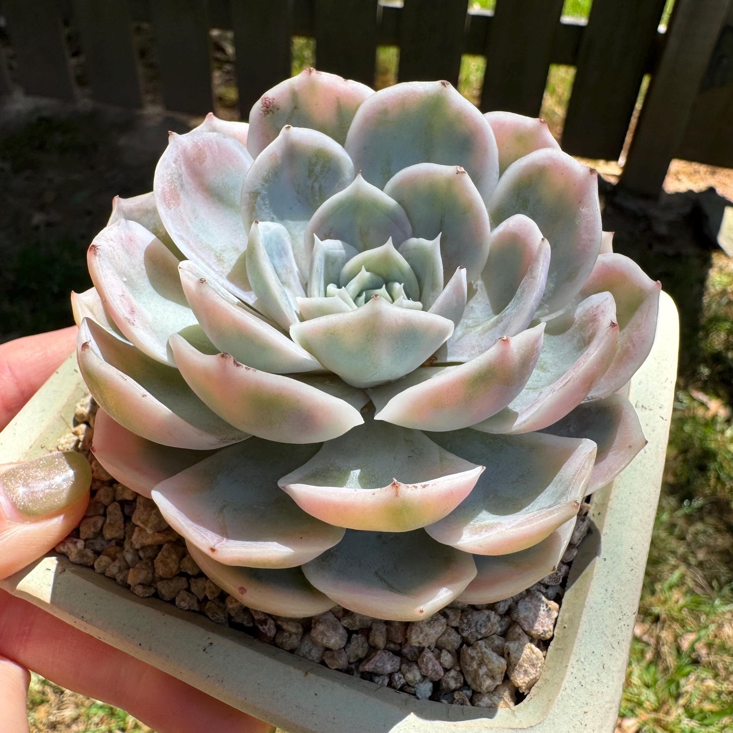 Rare succulents, Echeveria 'Blue Surprise variegated', 3inches