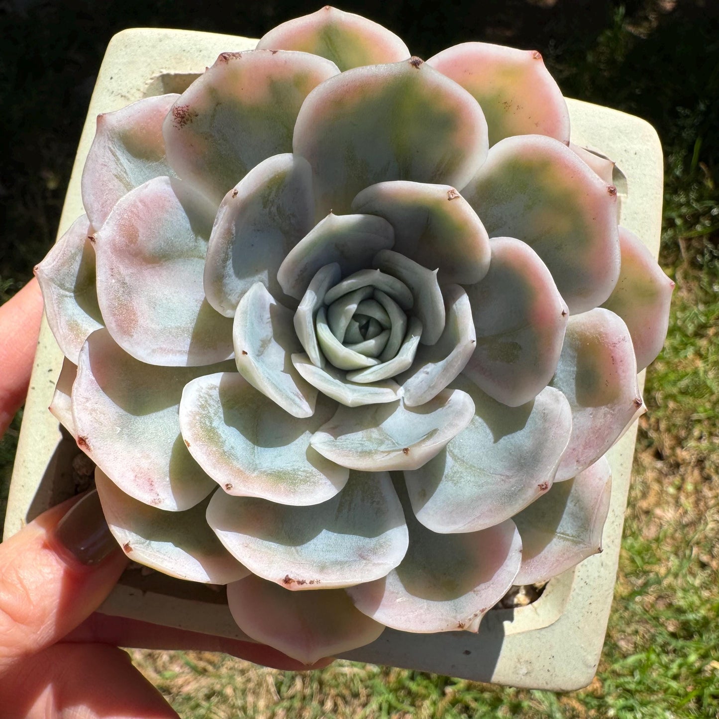 Rare succulents, Echeveria 'Blue Surprise variegated', 3inches