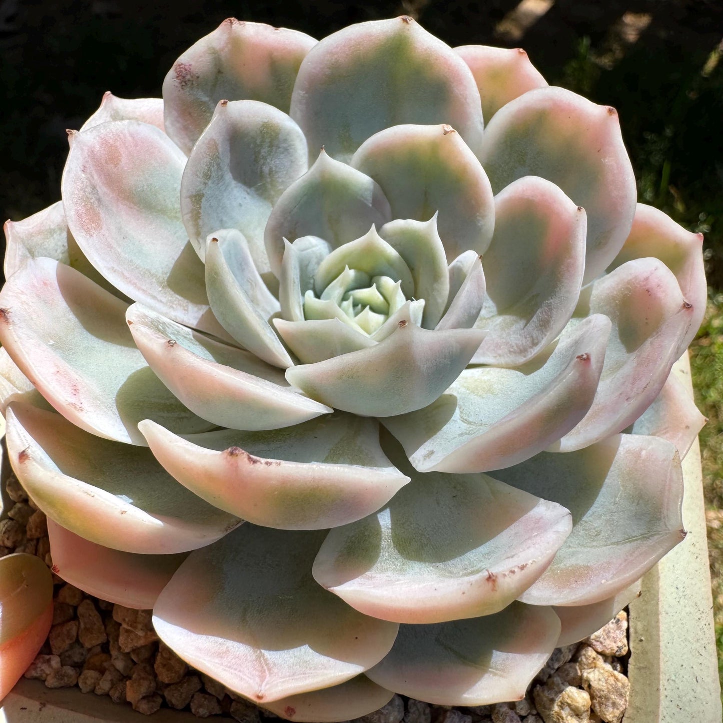 Rare succulents, Echeveria 'Blue Surprise variegated', 3inches