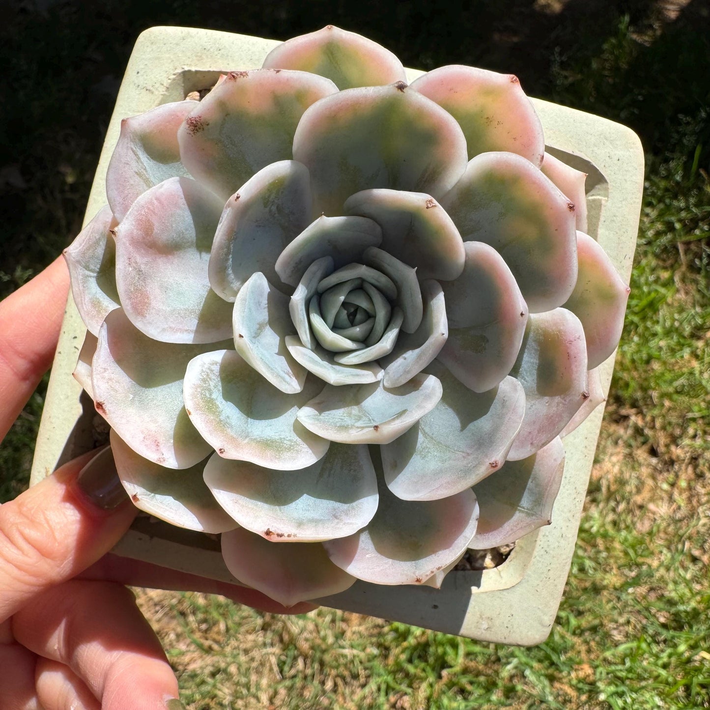 Rare succulents, Echeveria 'Blue Surprise variegated', 3inches