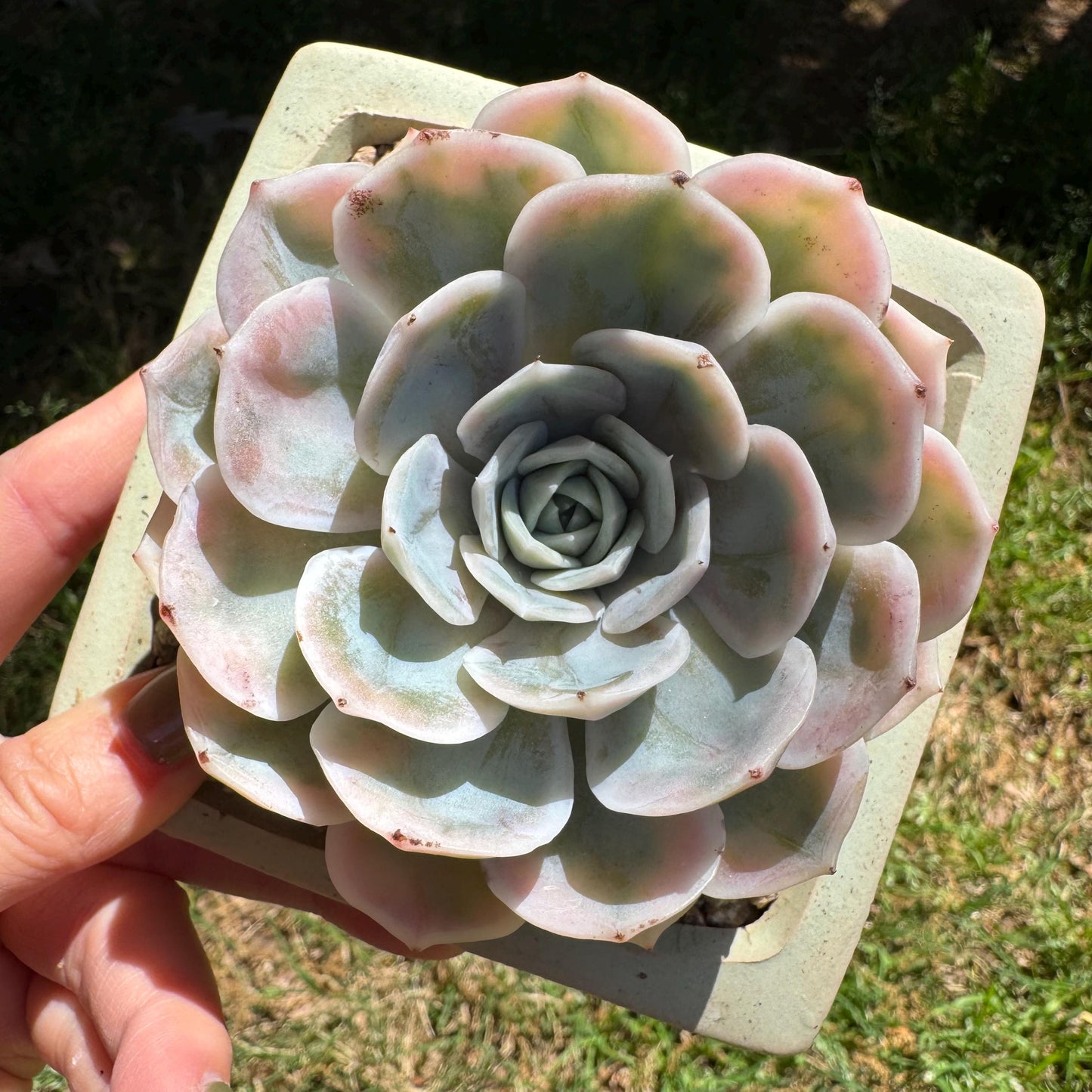 Rare succulents, Echeveria 'Blue Surprise variegated', 3inches