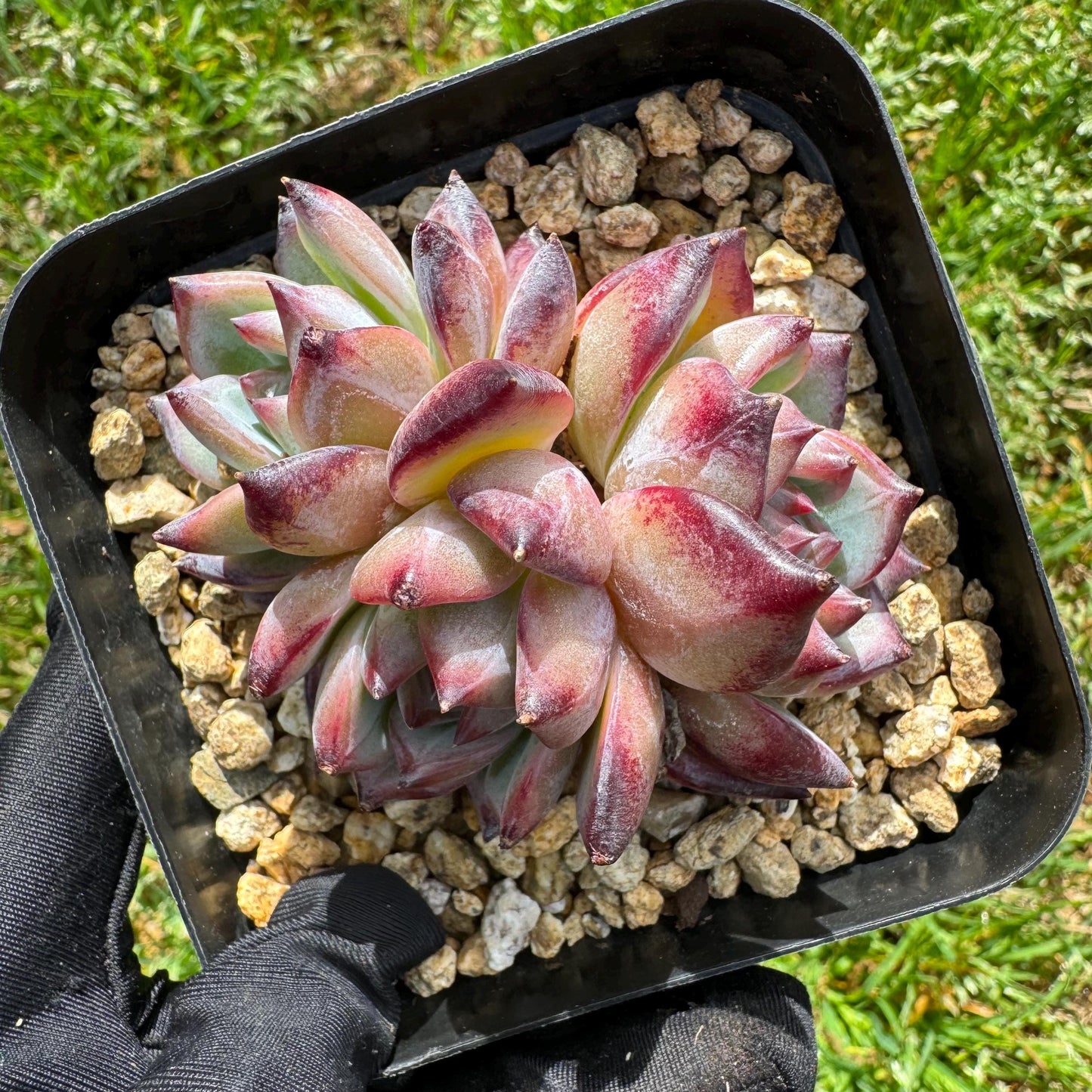 Echeveria 'Red Latam' small cluster, nice,3heads , 2.7inches