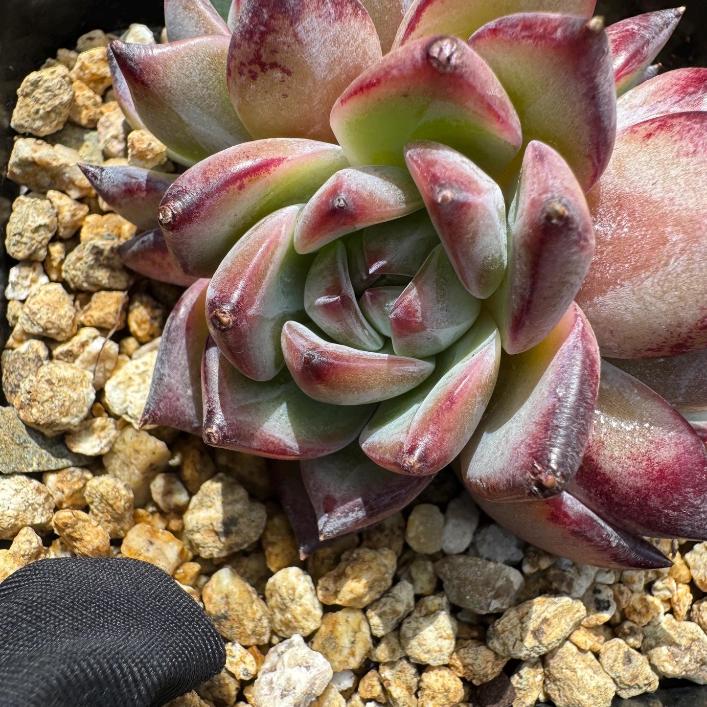 Echeveria 'Red Latam' small cluster, nice,3heads , 2.7inches