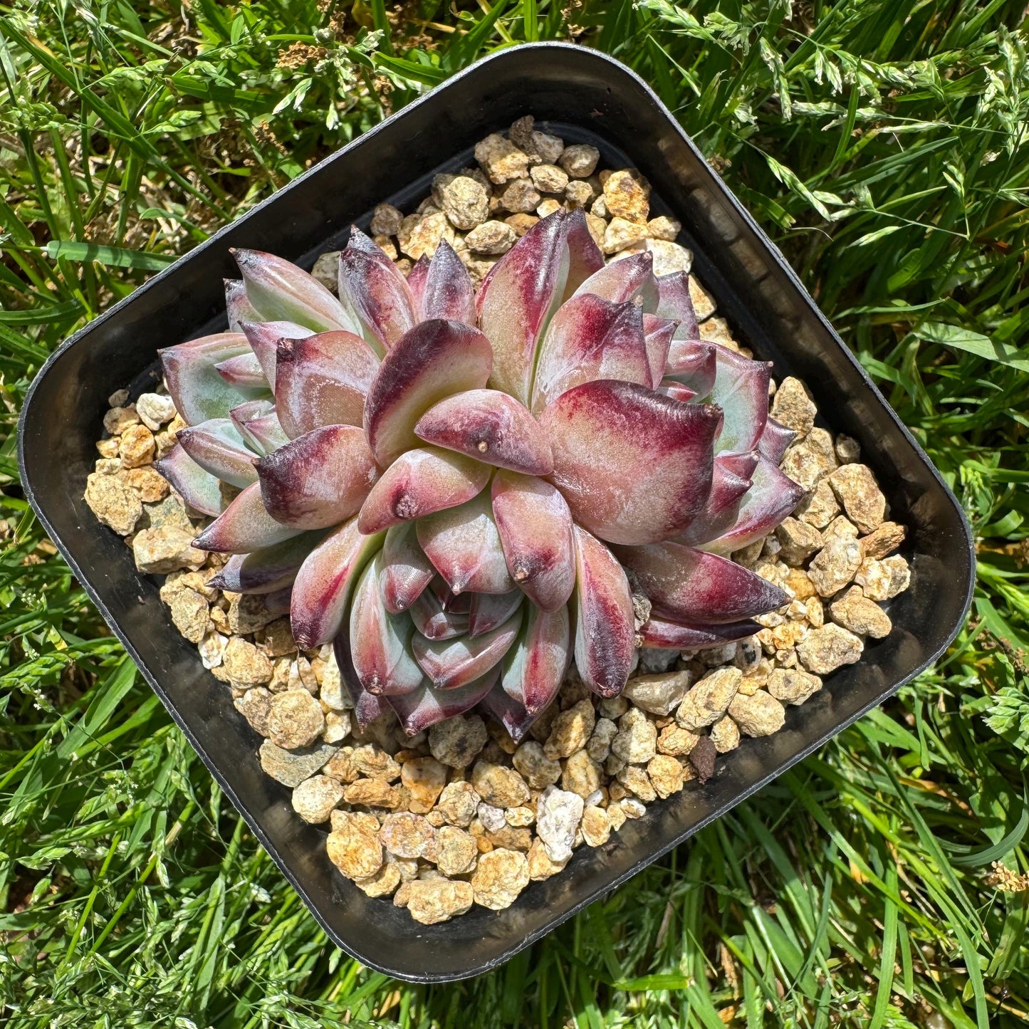 Echeveria 'Red Latam' small cluster, nice,3heads , 2.7inches