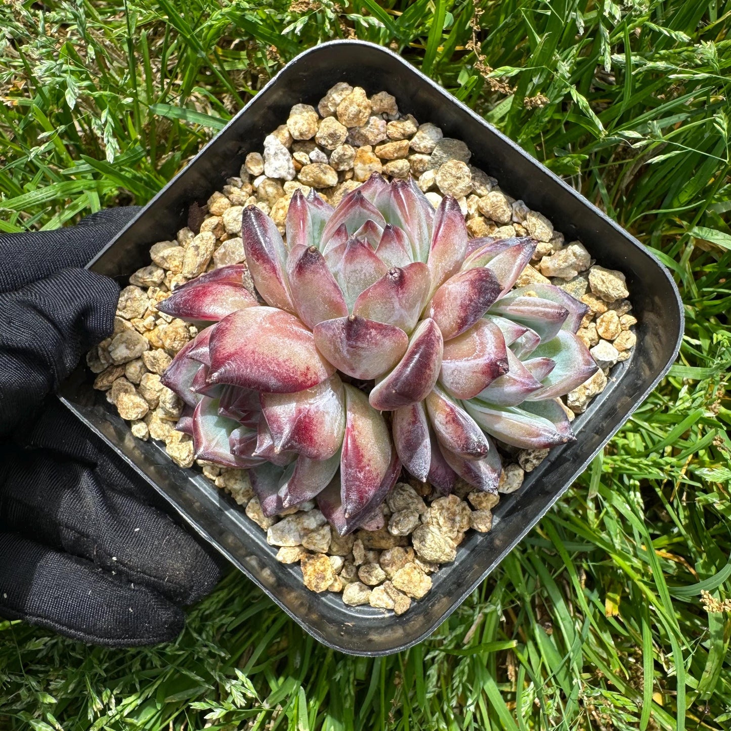 Echeveria 'Red Latam' small cluster, nice,3heads , 2.7inches