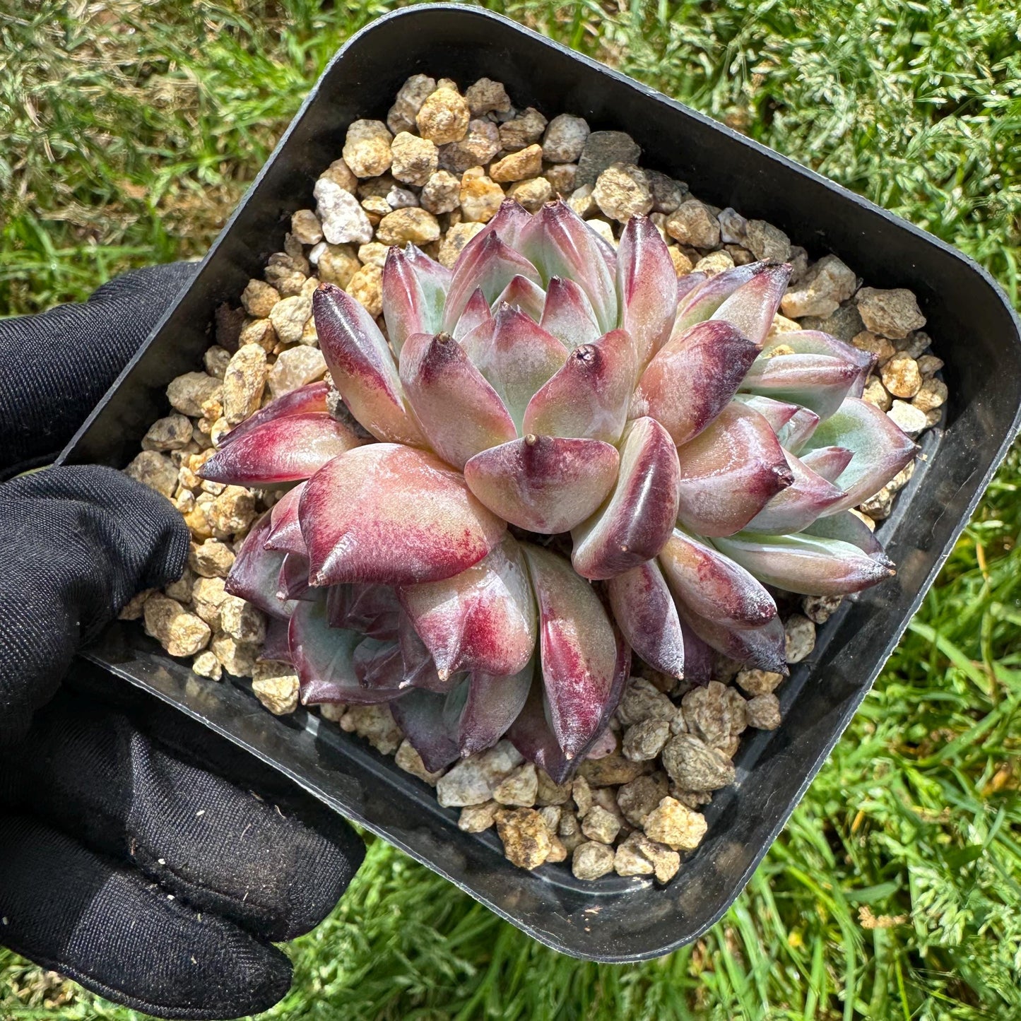 Echeveria 'Red Latam' small cluster, nice,3heads , 2.7inches
