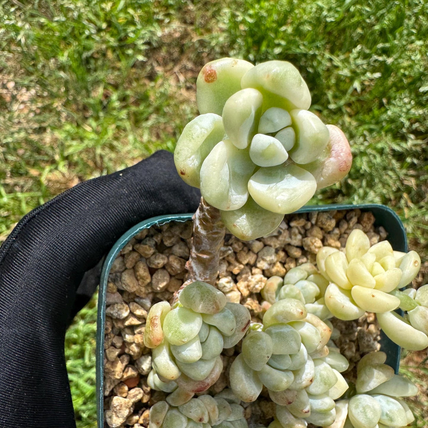Sedum 'Clavatum Variegated' Cluster ,3Inches,