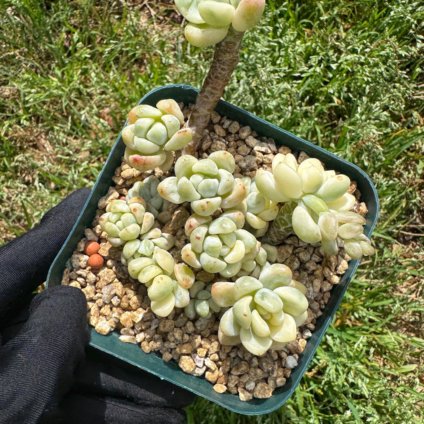 Sedum 'Clavatum Variegated' Cluster ,3Inches,