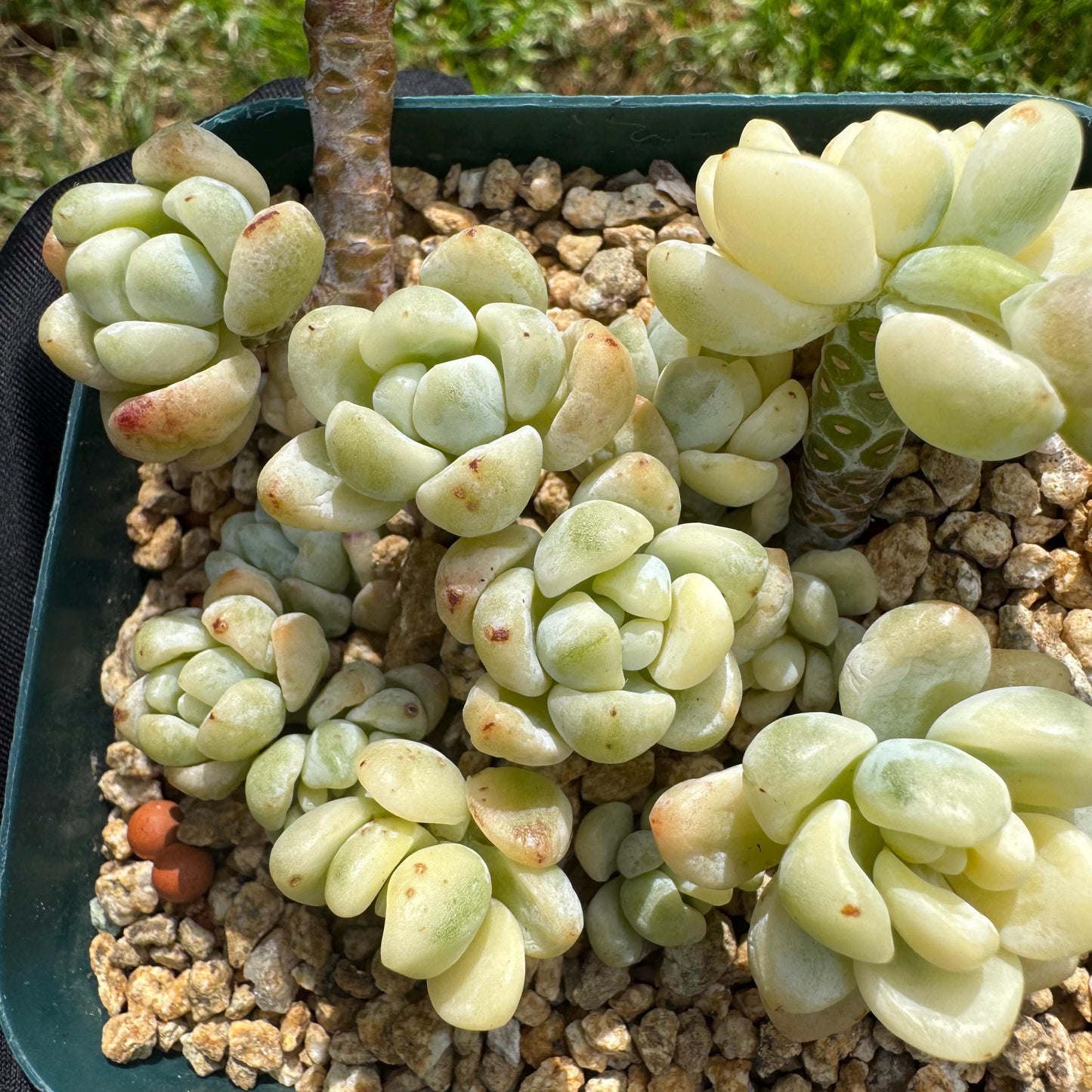 Sedum 'Clavatum Variegated' Cluster ,3Inches,