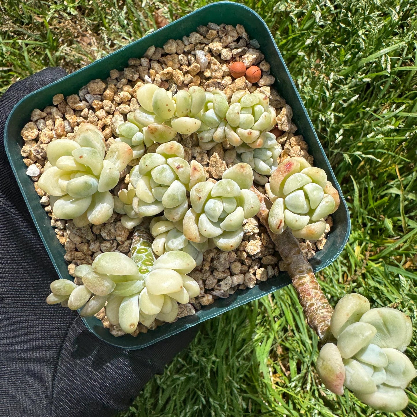 Sedum 'Clavatum Variegated' Cluster ,3Inches,