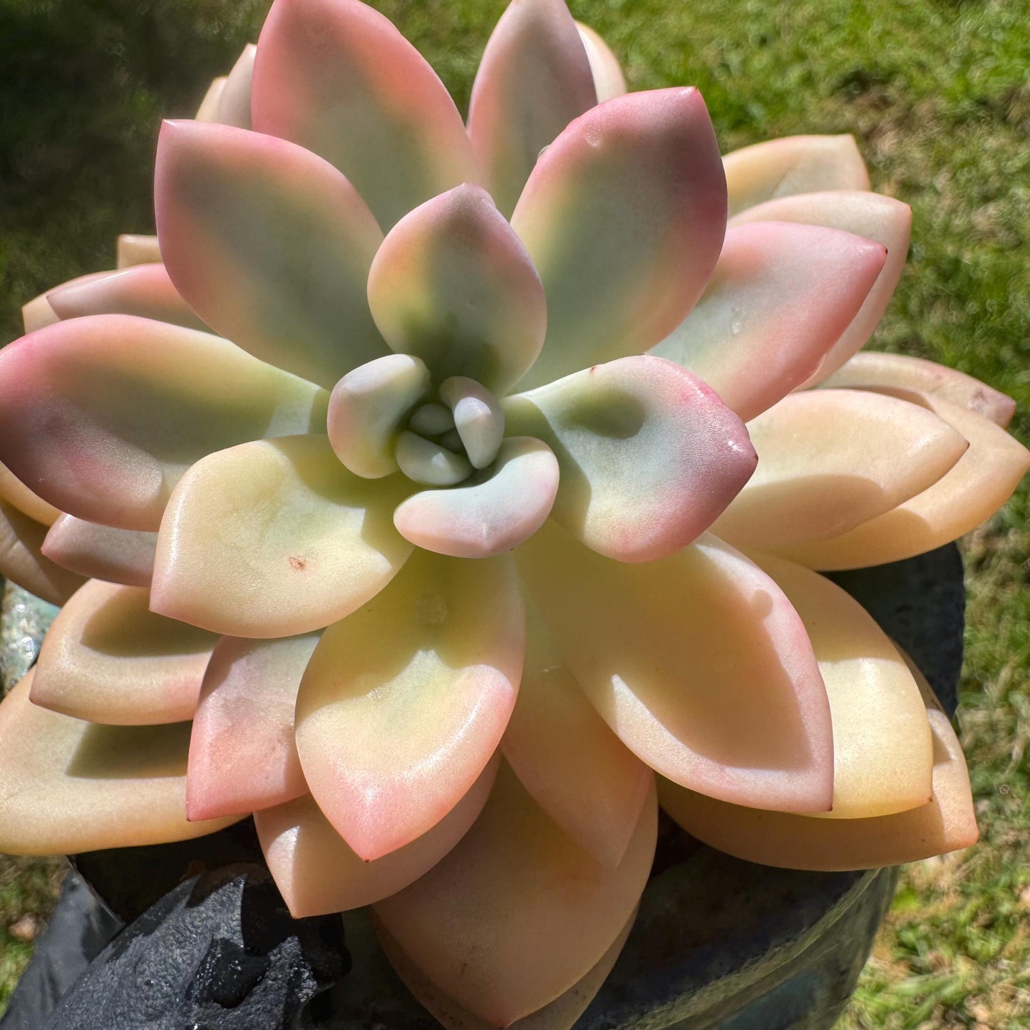 Graptoveria 'Opalina variegatedā single head, 3.4inches