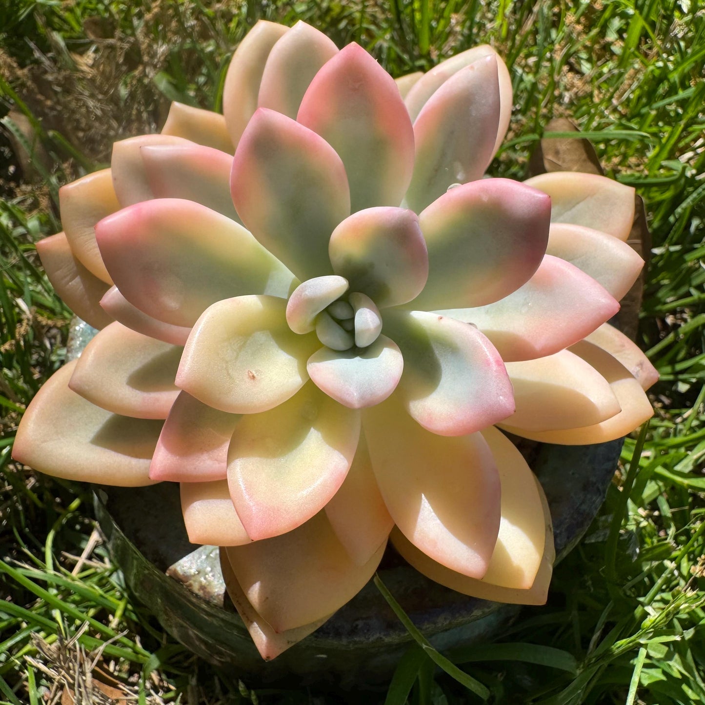 Graptoveria 'Opalina variegatedā single head, 3.4inches